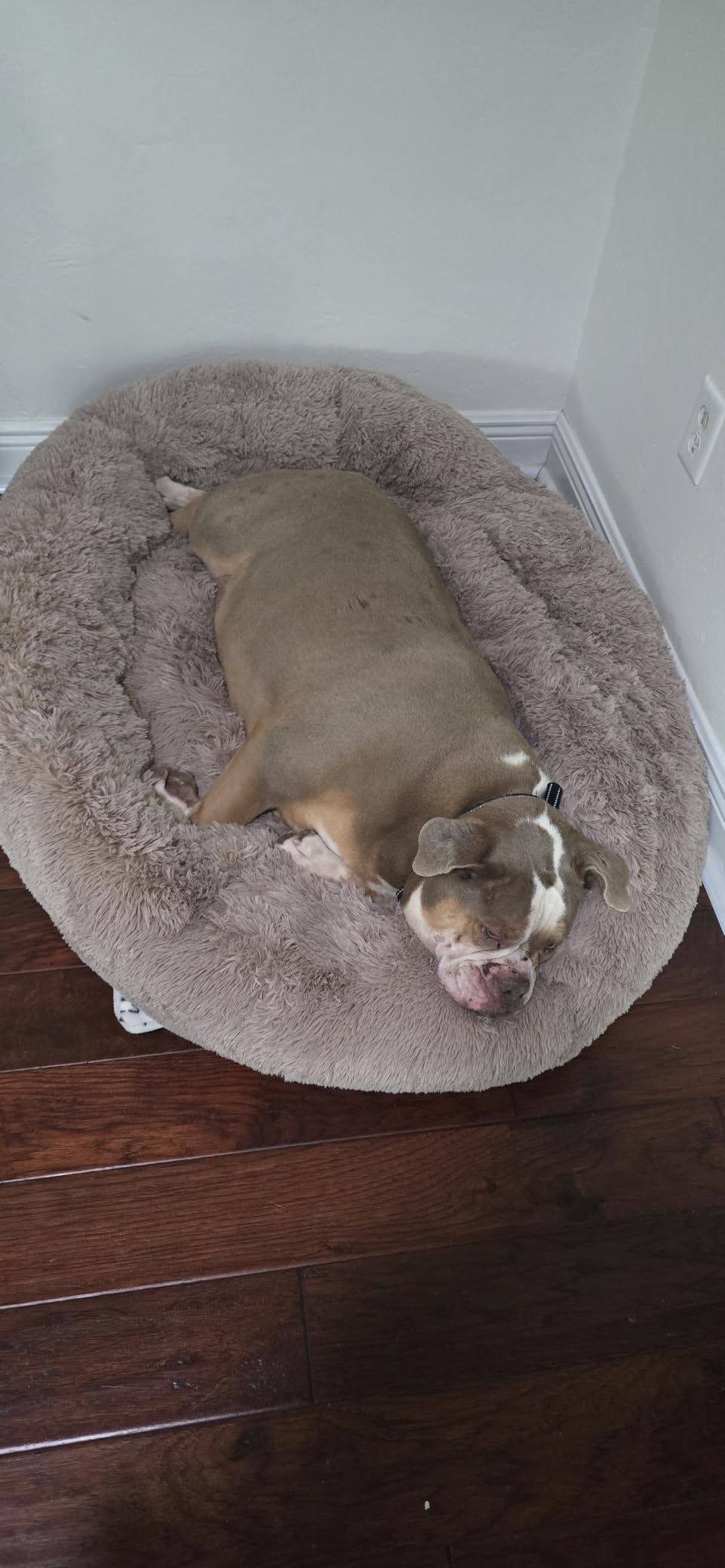 Bedsure Calming Dog Bed Medium Size Dog Donut Washable Pet Bed,30ins Camel | Oprah Daily Sleep Award,Fluffy Faux Fur Round Cuddler,Anti-Slip Bottom,Anti-Anxiety,Deep Sleep for Pets Up to 45 Lbs customer photo 1