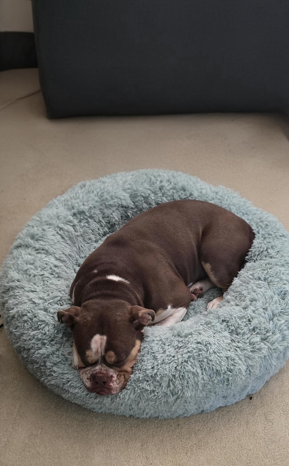 Bedsure Calming Dog Bed Medium Size Dog Donut Washable Pet Bed,30ins Camel | Oprah Daily Sleep Award,Fluffy Faux Fur Round Cuddler,Anti-Slip Bottom,Anti-Anxiety,Deep Sleep for Pets Up to 45 Lbs customer photo 2