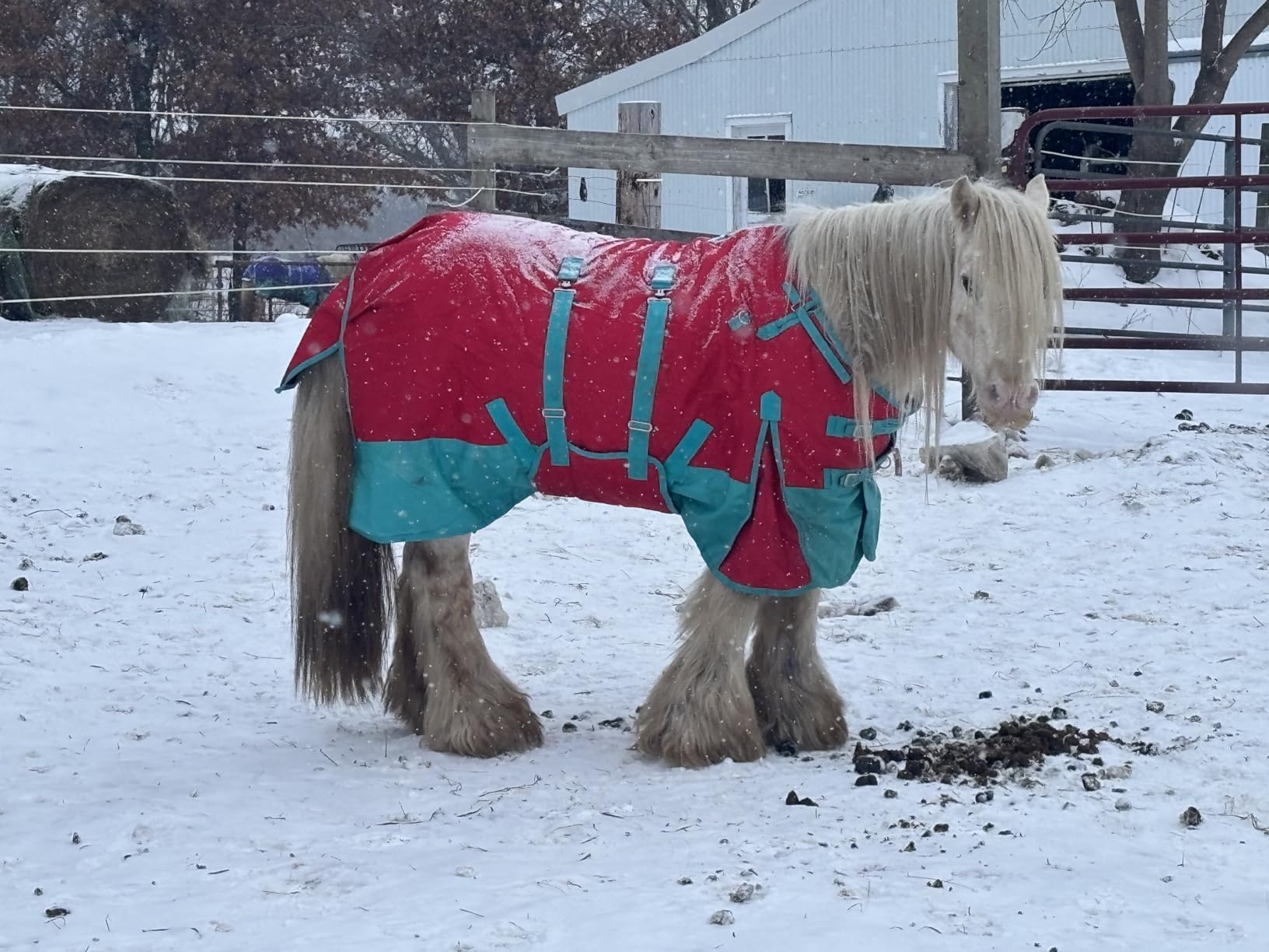Black 78 in HILASON 1200D Winter Waterproof Turnout Blanket customer photo 1