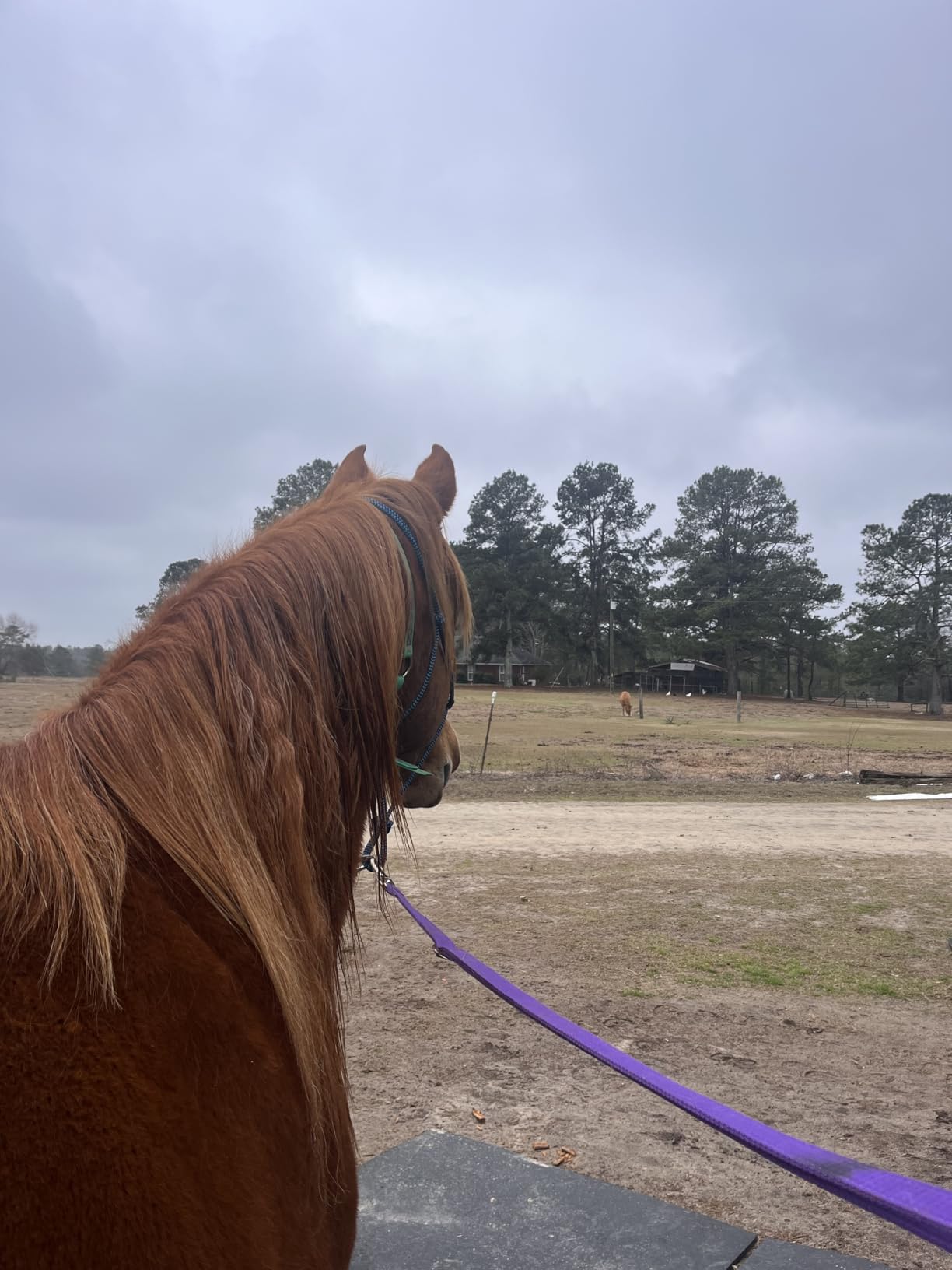 Black 78 in HILASON 1200D Winter Waterproof Turnout Blanket customer photo 2