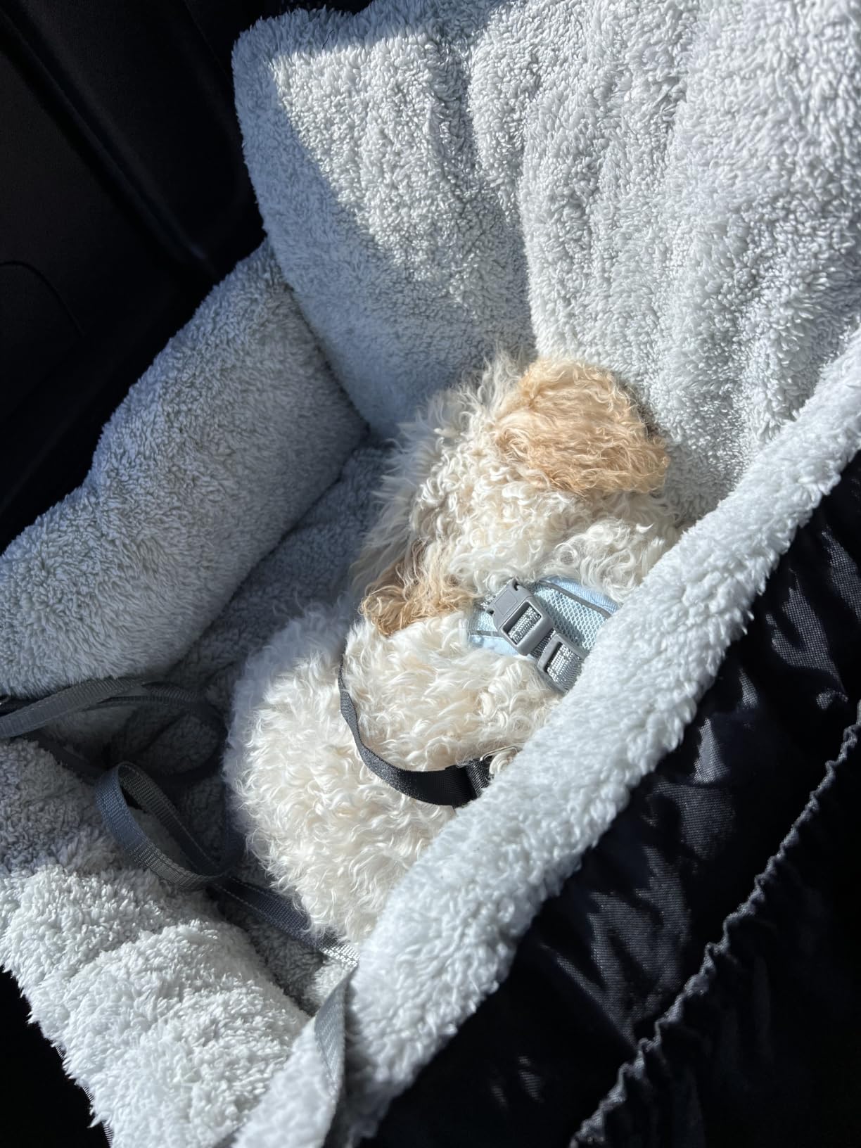 BurgeonNest Dog Car Seat for Small Dogs & Cats Under 25 lbs,Black customer photo 2