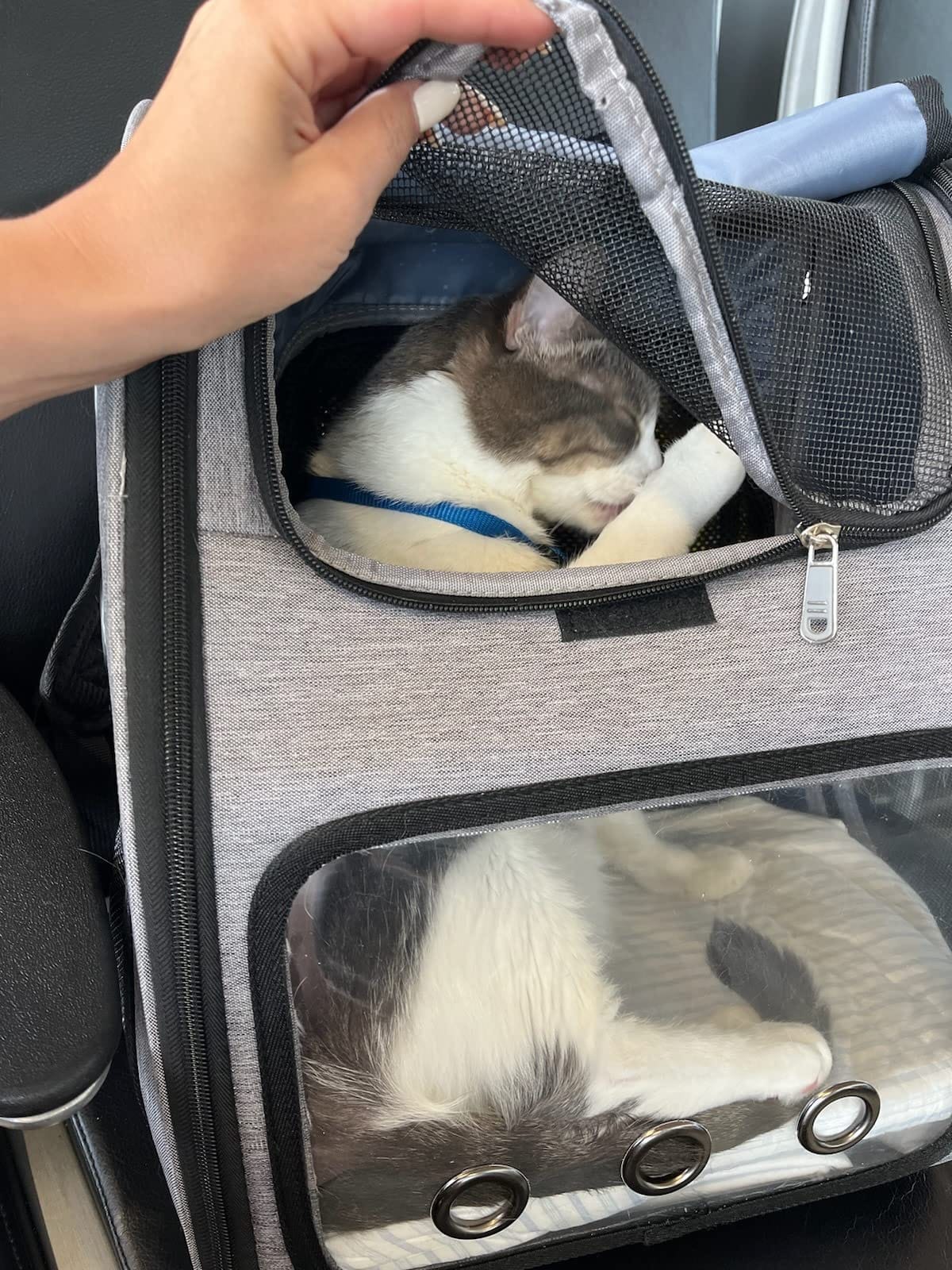 Expandable Cat Backpack Carrier for Small Cats/Dogs Airline Approved customer photo 2