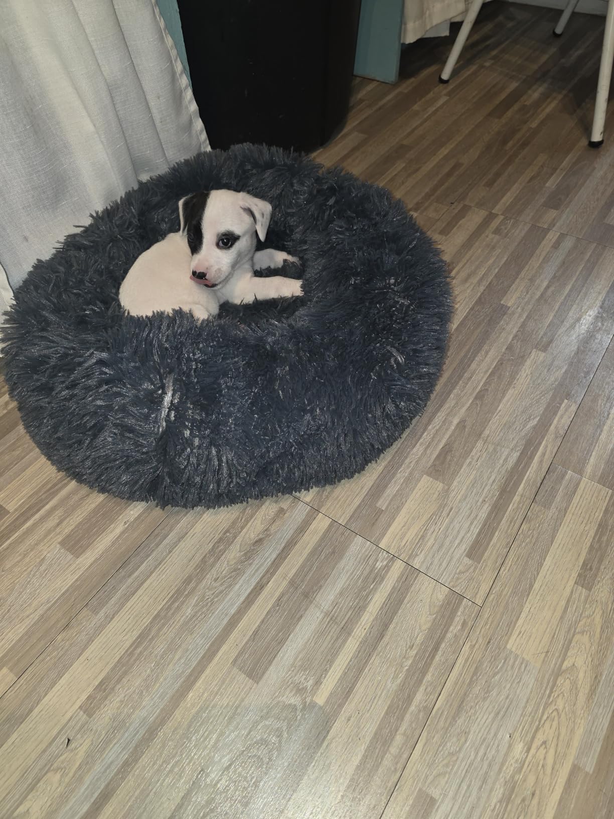 nononfish Calming Dog Bed for Small Dogs,Plush Donut Pet Bed customer photo 1