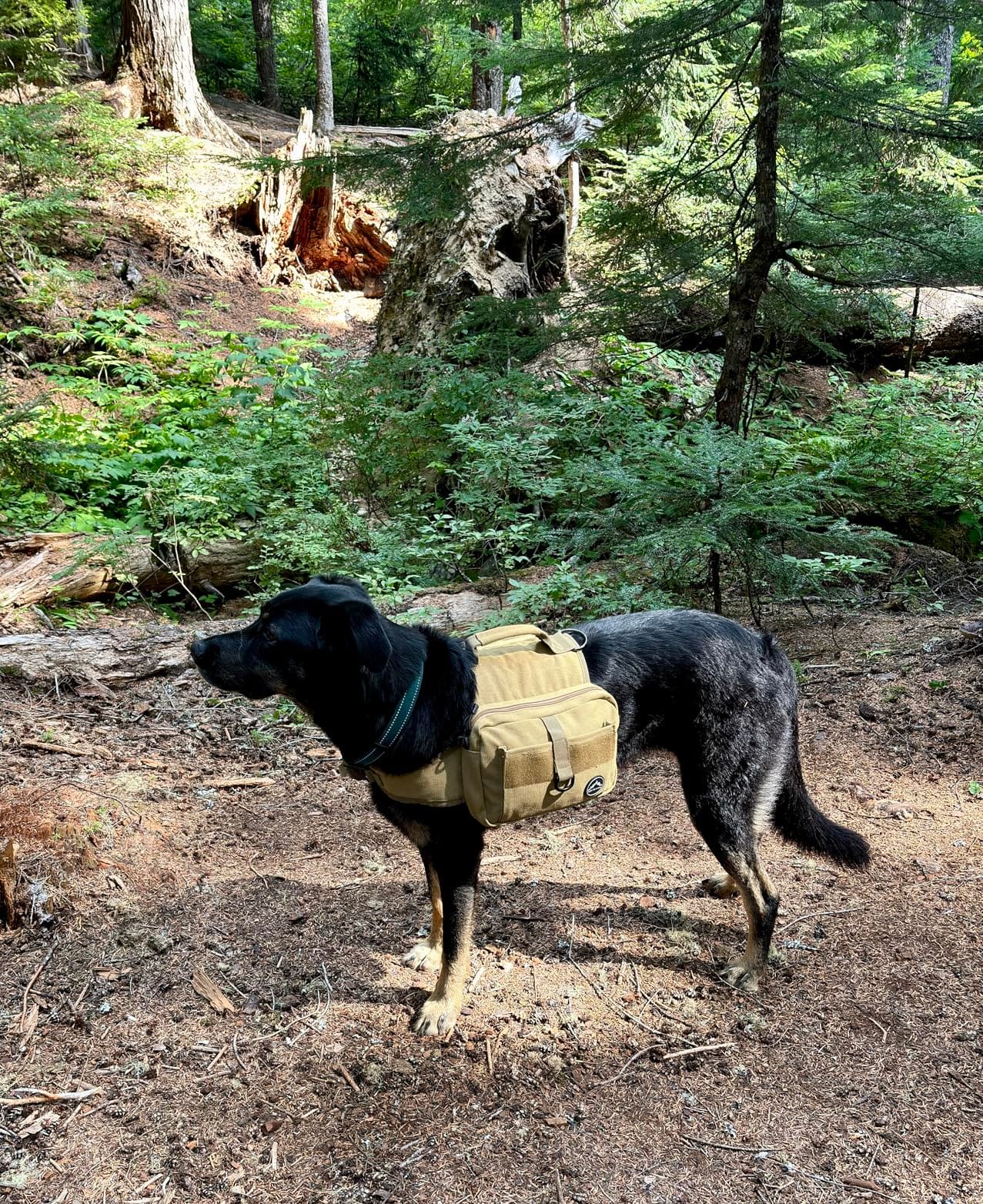 Himal Outdoors Dog Backpack & Saddle Bag, Tactical Hiking Backpack Brown customer photo 1