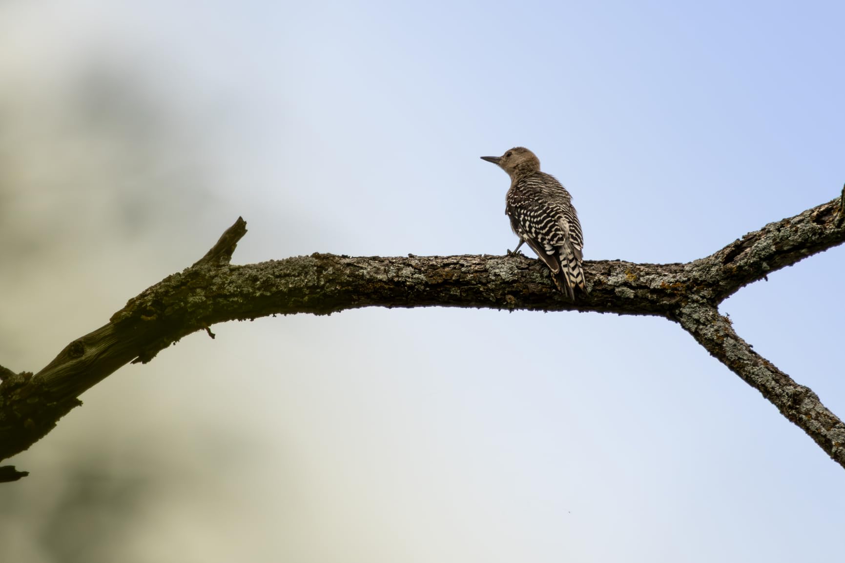 Canon RF 100-400mm F5.6-8 is USM - Lens for Canon R System Cameras, Ideal for Wildlife Photography, Sports, Action and Aviation. customer photo 1