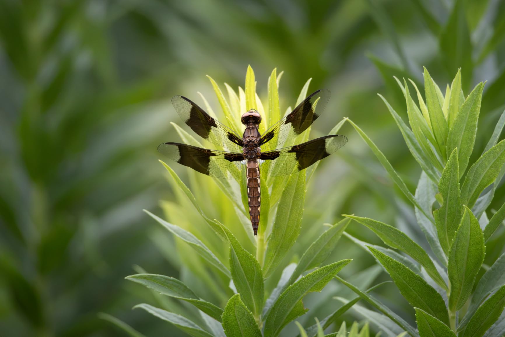 Canon RF 100-400mm F5.6-8 is USM - Lens for Canon R System Cameras, Ideal for Wildlife Photography, Sports, Action and Aviation. customer photo 2