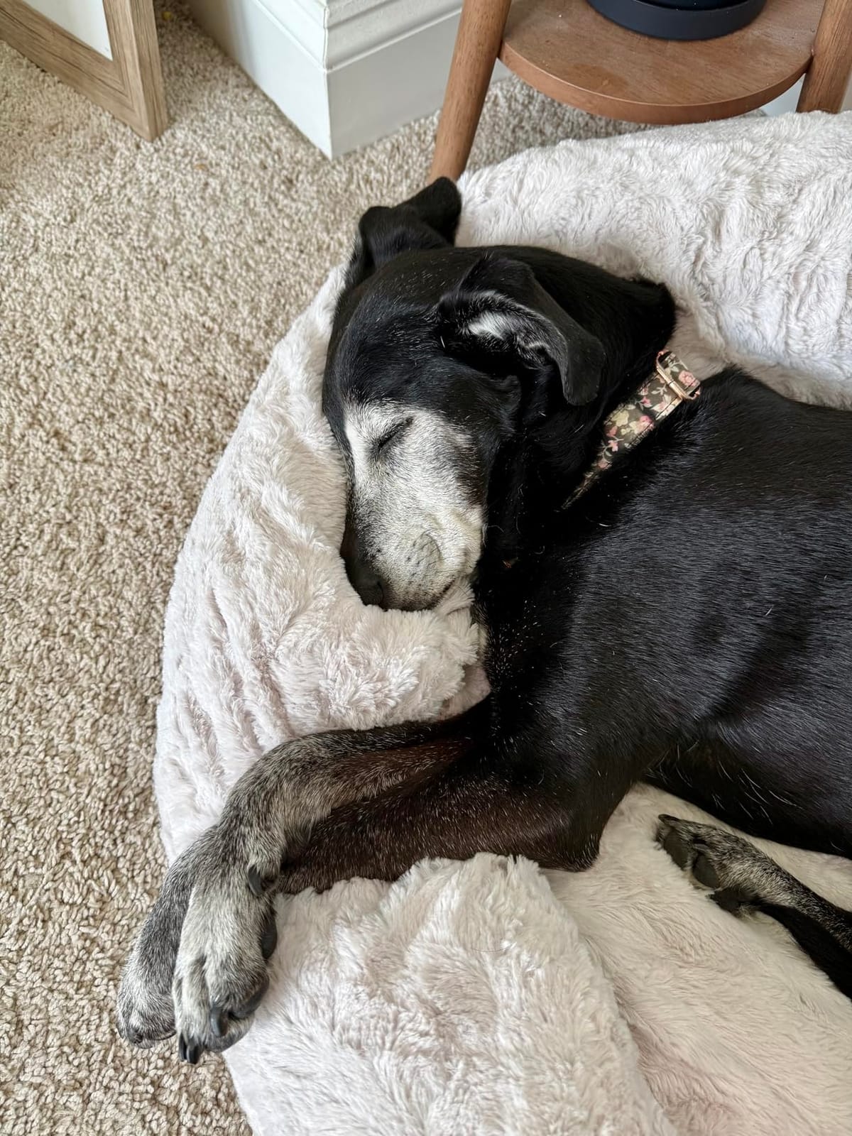 Best Friends by Sheri Original Calming Donut Dog Bed, Mink Gray, 30