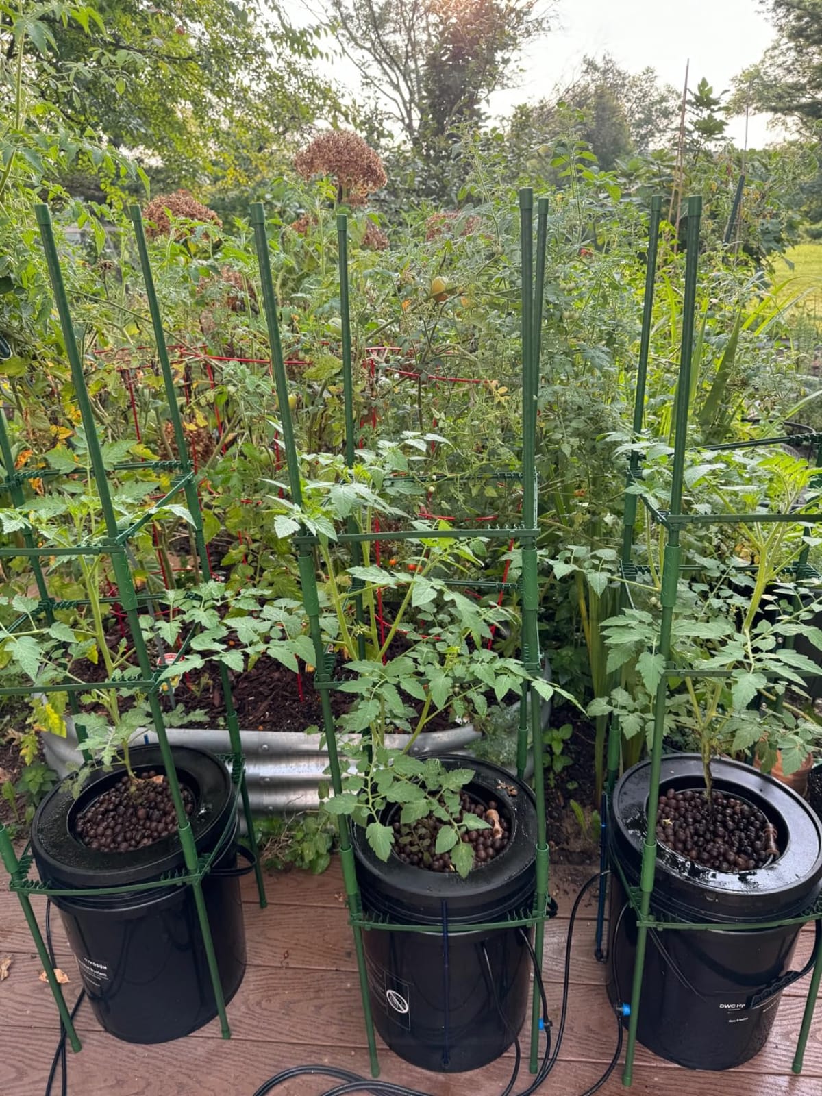 VIVOSUN DWC Hydroponics Grow System with Top Drip Kit 1 Bucket customer photo 2