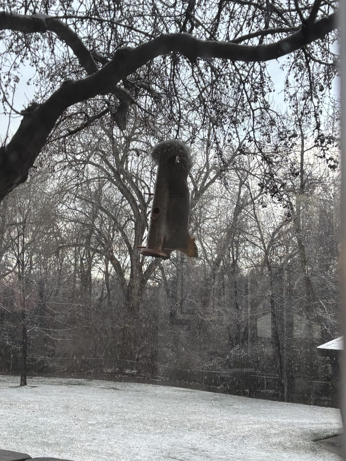 iBorn Bird Feeders for Outdoors 15