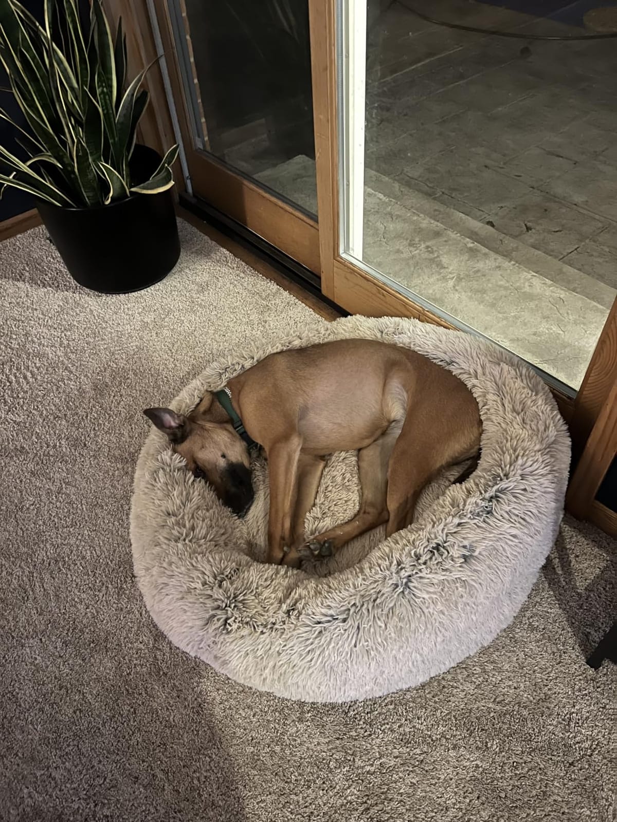 SAVFOX 30 inches Calming Donut Dog Bed - 3X Durable Plush Faux Fur, Machine Washable & Non-Slip, Fits up to 45 lbs, Dark Grey customer photo 2