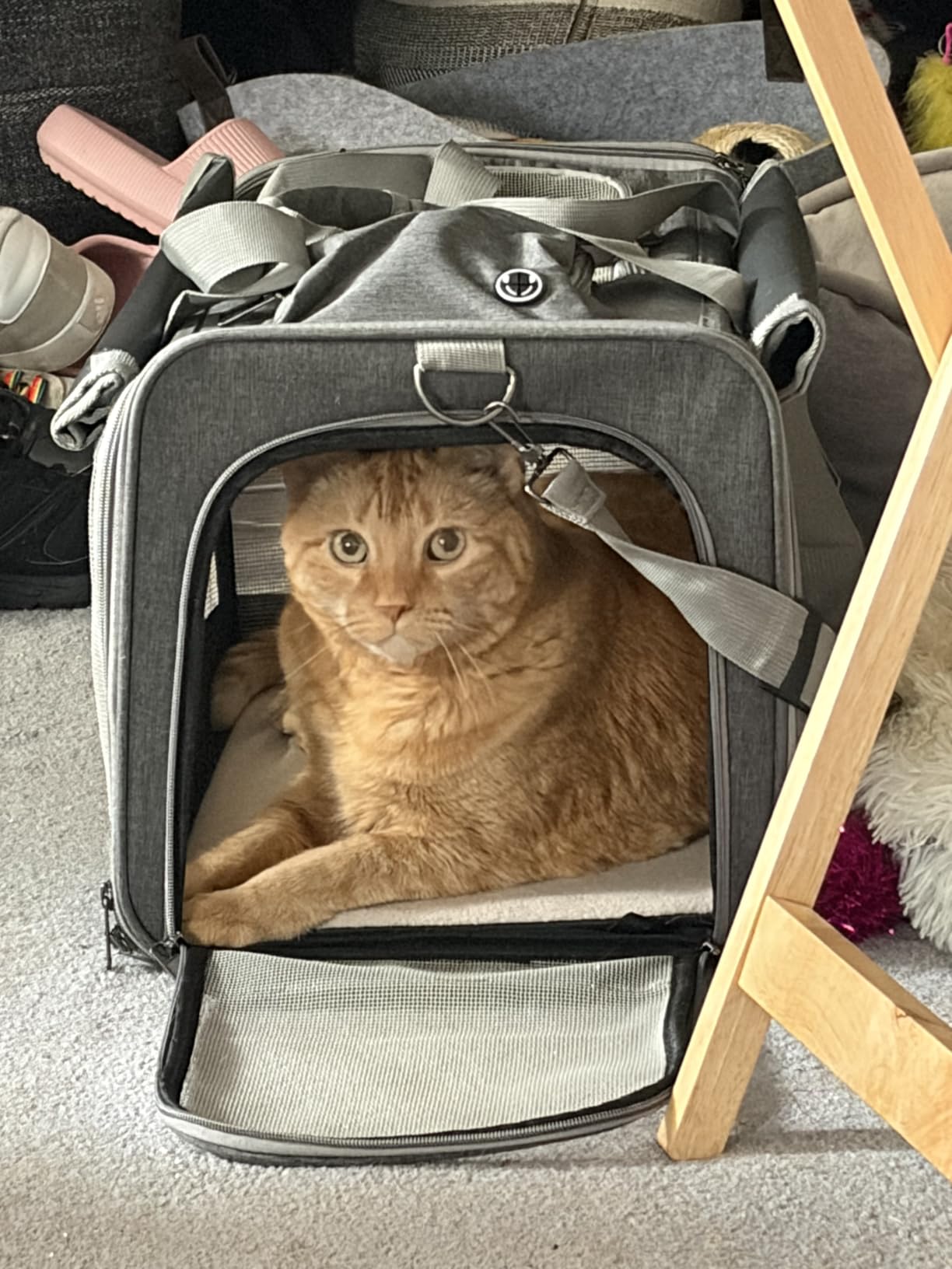GAPZER Pet Carrier for Large Cats up to 20lbs Soft-Sided Privacy Protection customer photo 2