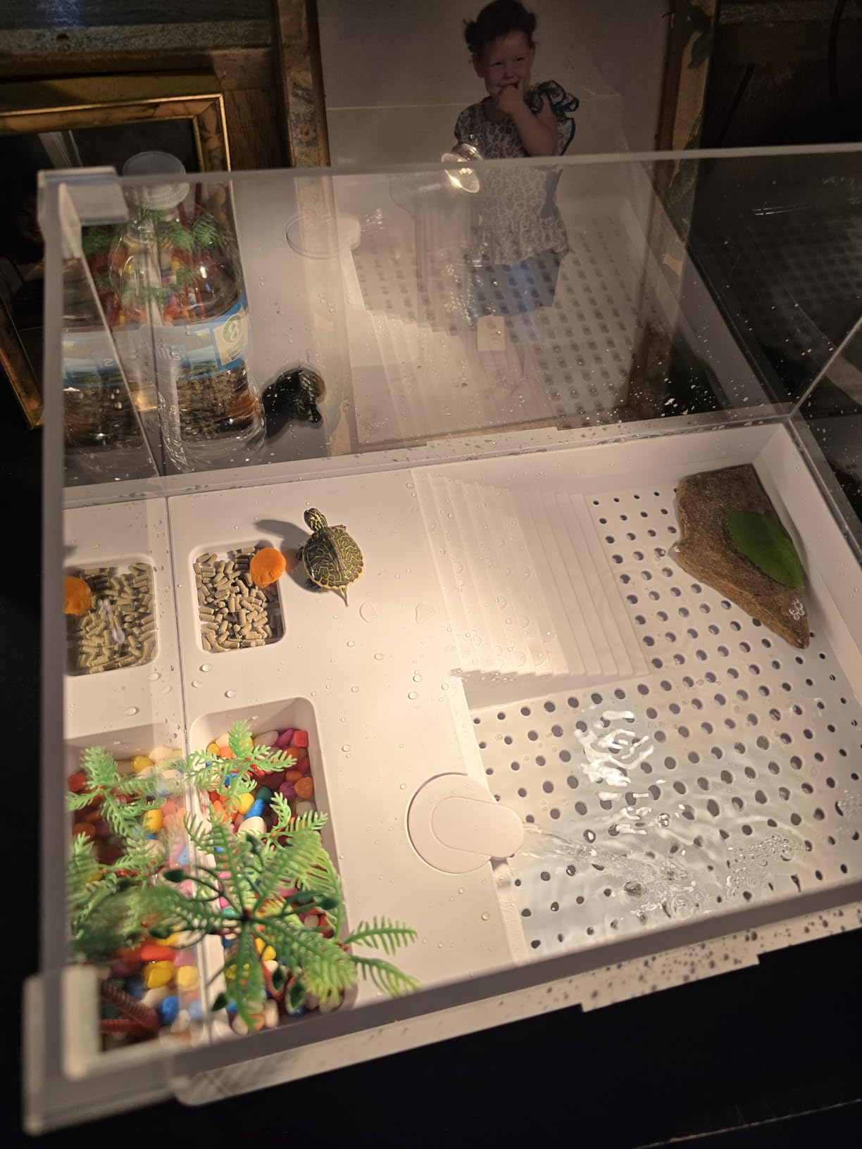 Medium Turtle Tank with Water Pump customer photo 2