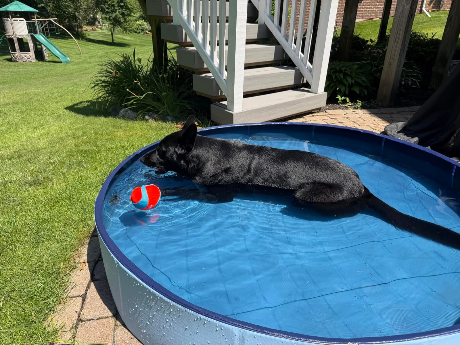 VISTOP Jumbo Foldable Dog Pool, Hard Plastic Shell Portable Swimming Pool for Dogs Cats and Kids Pet Puppy Bathing Tub Collapsible Kiddie Pool (77inch.D x 15.7inch.H, Blue) customer photo 1