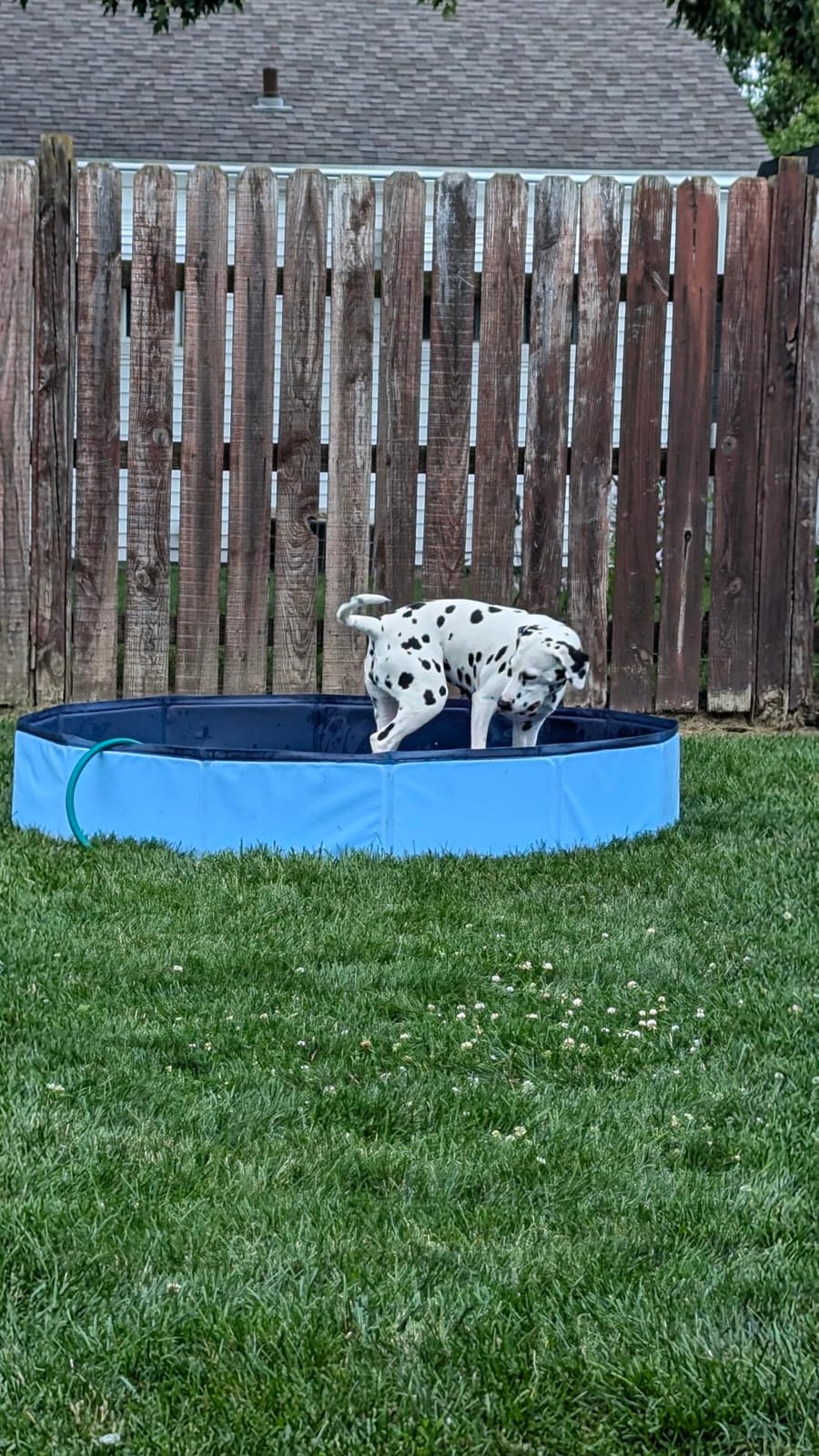 VISTOP Jumbo Foldable Dog Pool, Hard Plastic Shell Portable Swimming Pool for Dogs Cats and Kids Pet Puppy Bathing Tub Collapsible Kiddie Pool (77inch.D x 15.7inch.H, Blue) customer photo 2