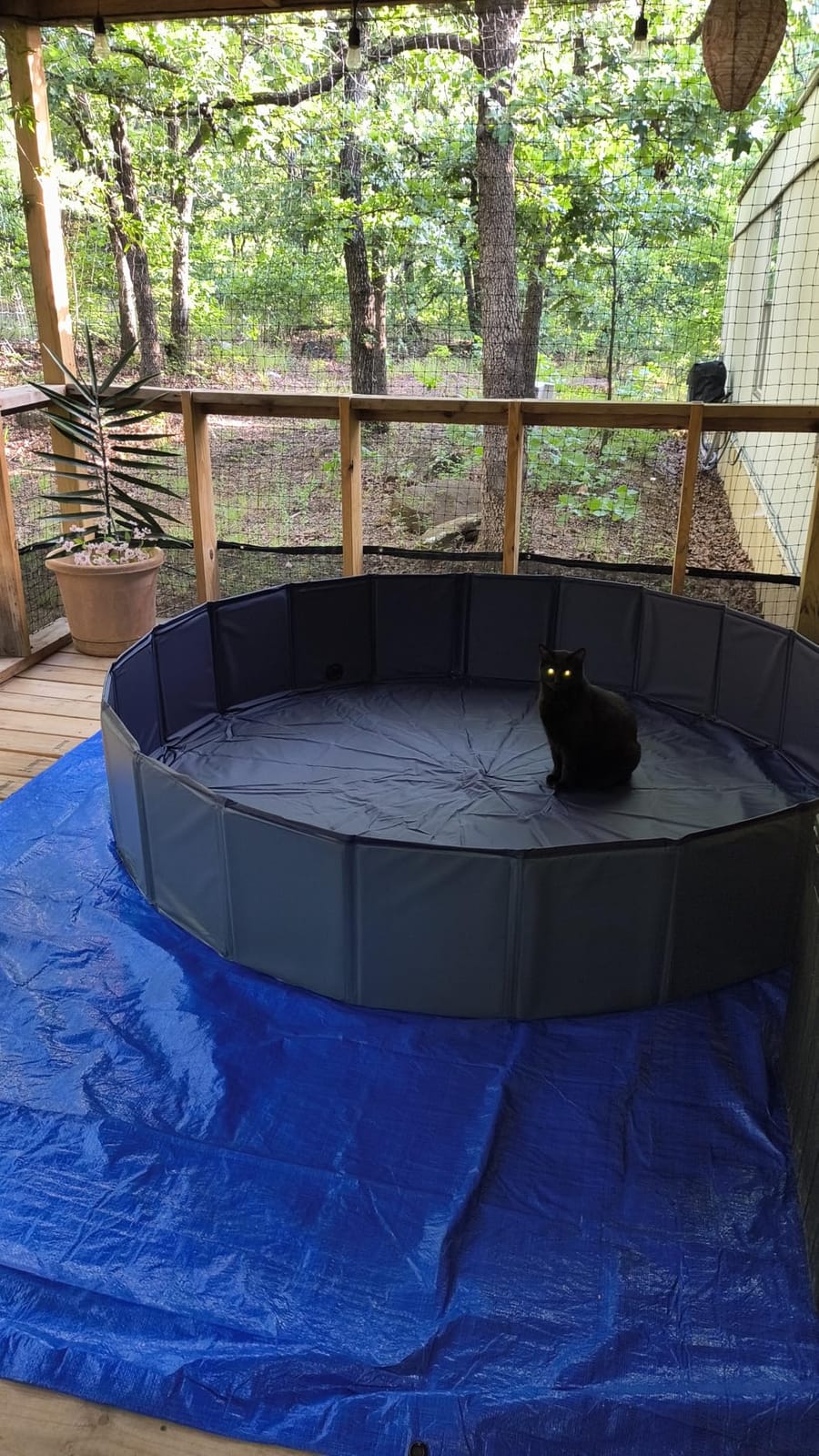Niubya Foldable Dog Pool, Collapsible Plastic Dog Swimming Pool, 72x12in | Portable Bath Tub for Large Pets Dogs, Pet Wading Pool Indoor and Outdoor Use customer photo 1