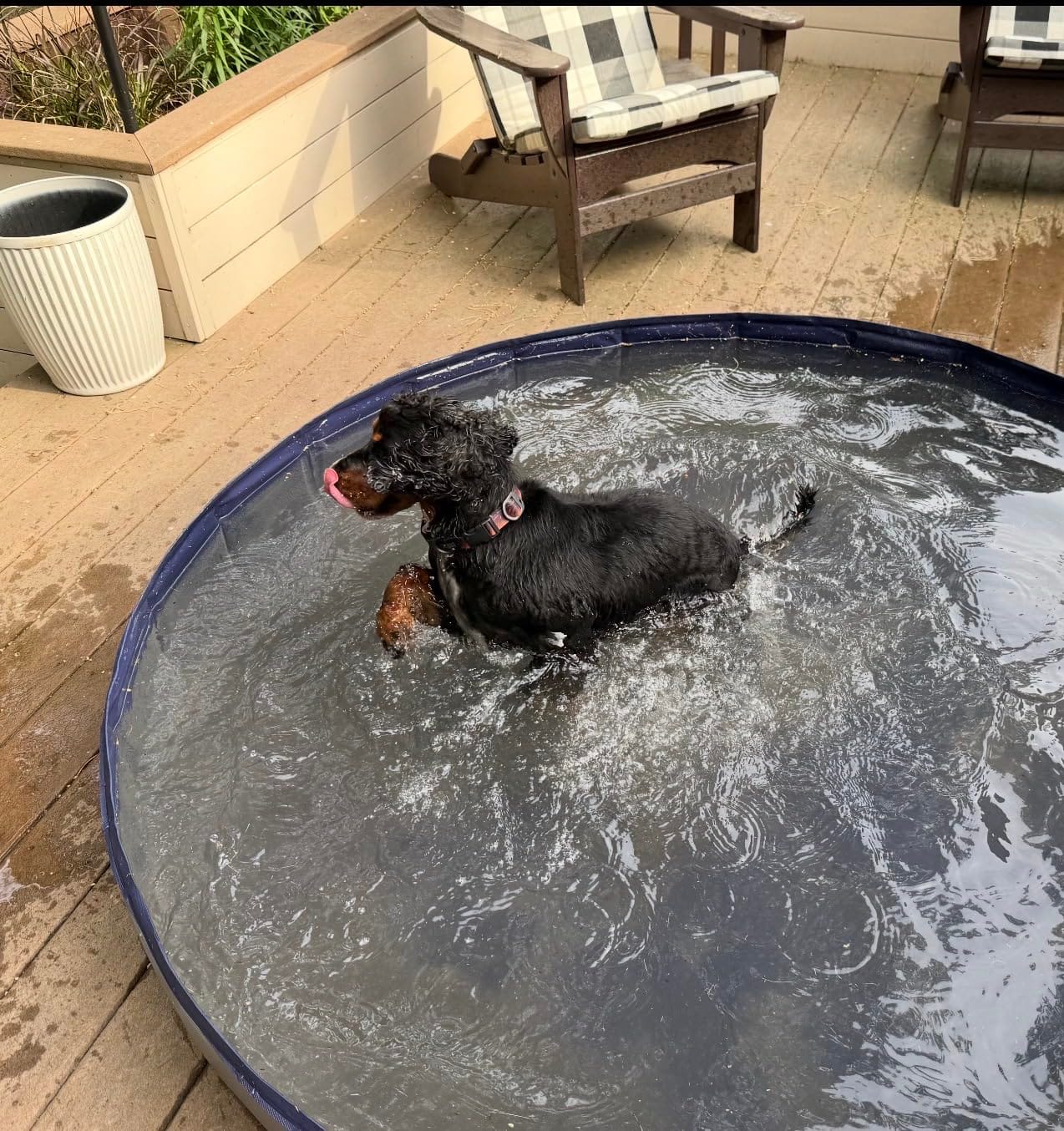 Niubya Foldable Dog Pool, Collapsible Plastic Dog Swimming Pool, 72x12in | Portable Bath Tub for Large Pets Dogs, Pet Wading Pool Indoor and Outdoor Use customer photo 2