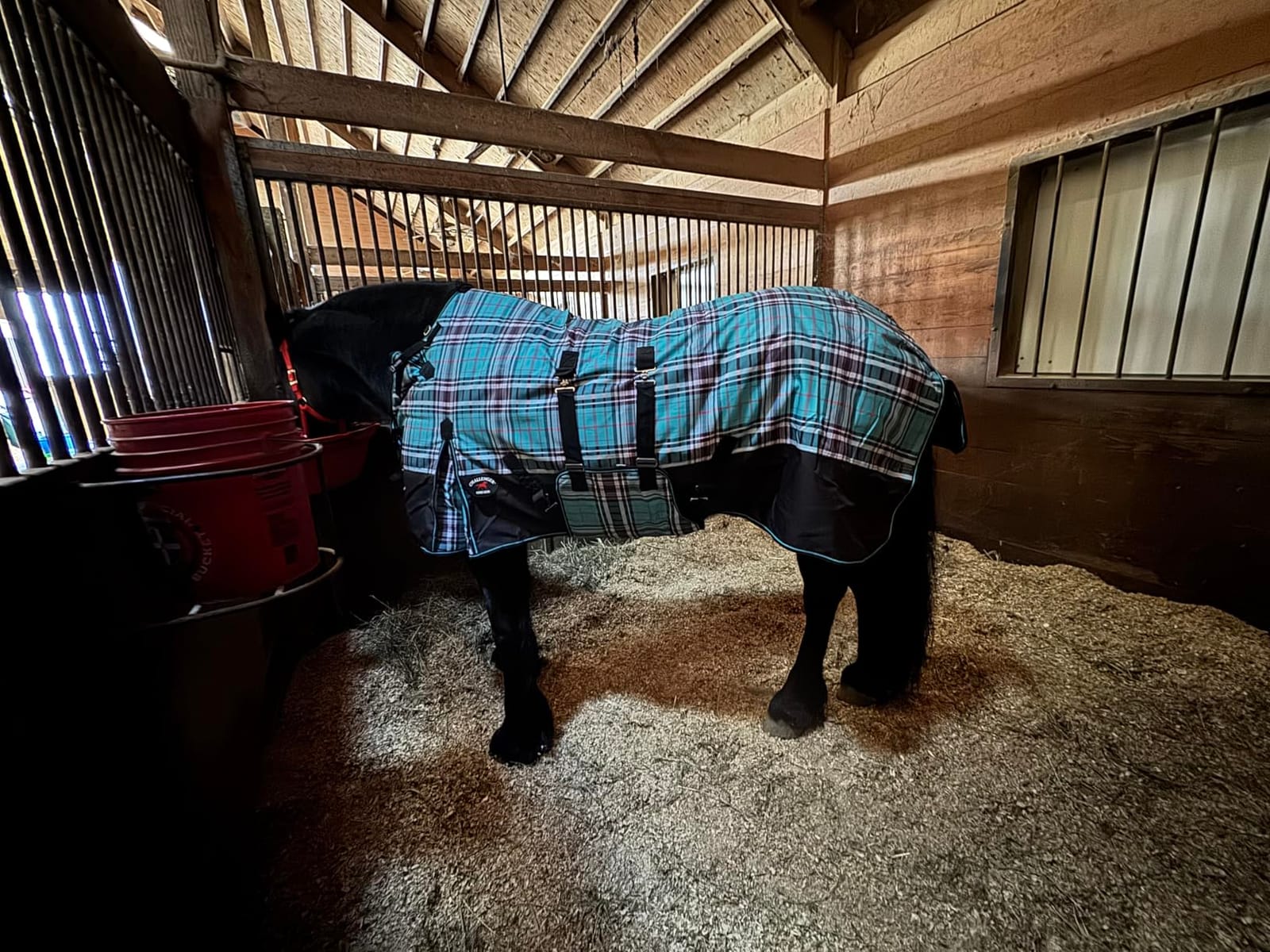Challenger 1200D Horse Turnout Waterproof Heavy Weight Winter Blanket 5B104 customer photo 2