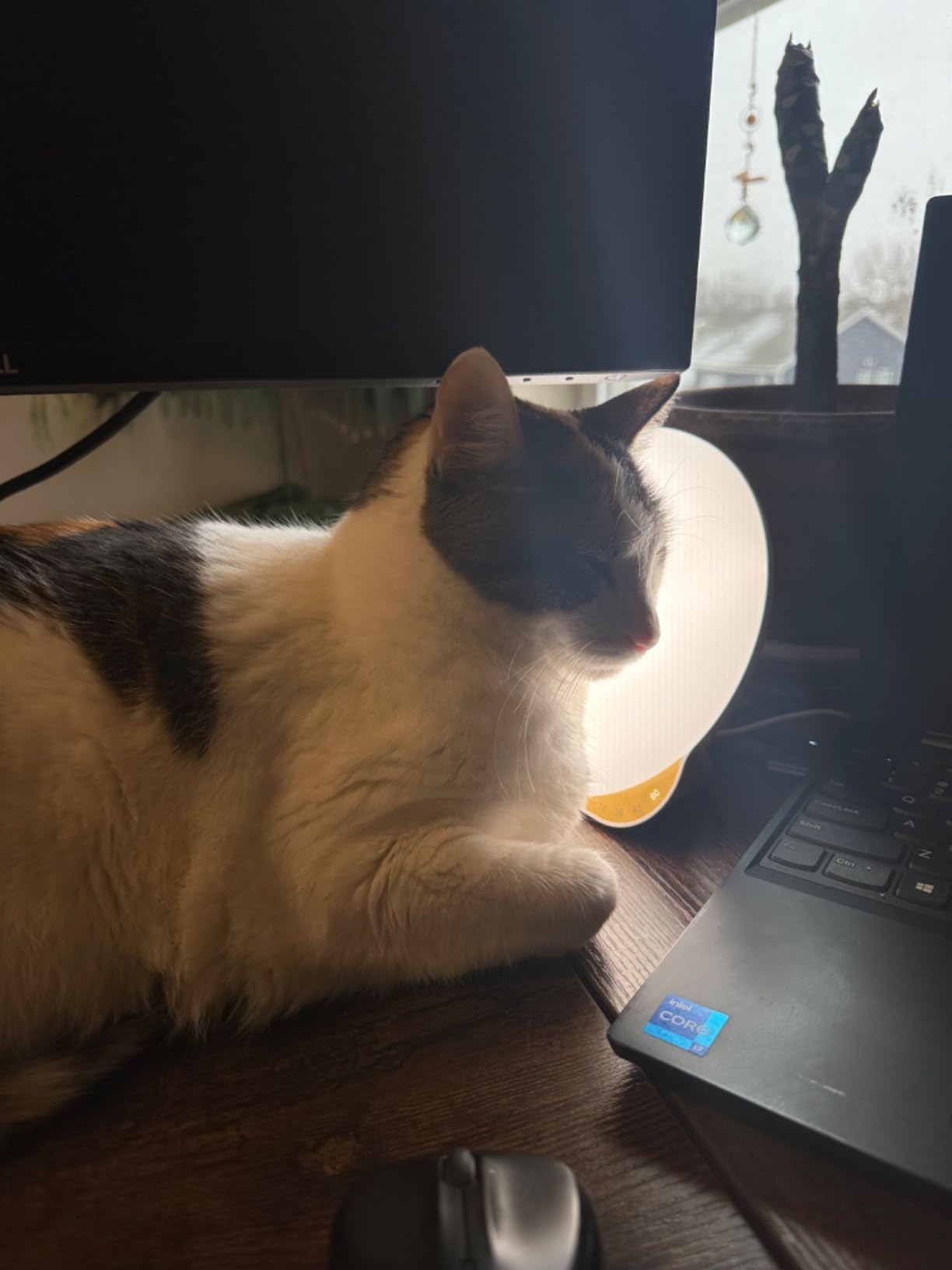 MediAcous Light Therapy Lamp, UV-Free 10000Lux Therapy Light with Timer customer photo 2
