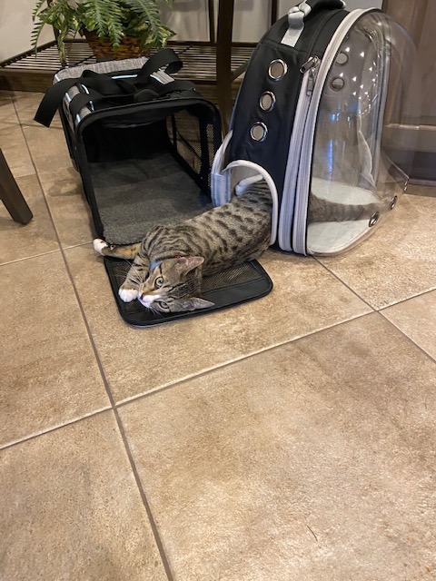 Large Cat Backpack Carrier, Front Extension with Space Capsule Bubble Window, Fit up to 18 Pounds (Black, Gen 1 - Tint Window) customer photo 1