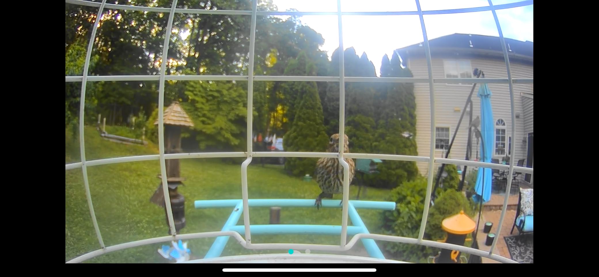 NETVUE by Birdfy Smart Bird Feeder with 2K AI Camera customer photo 1
