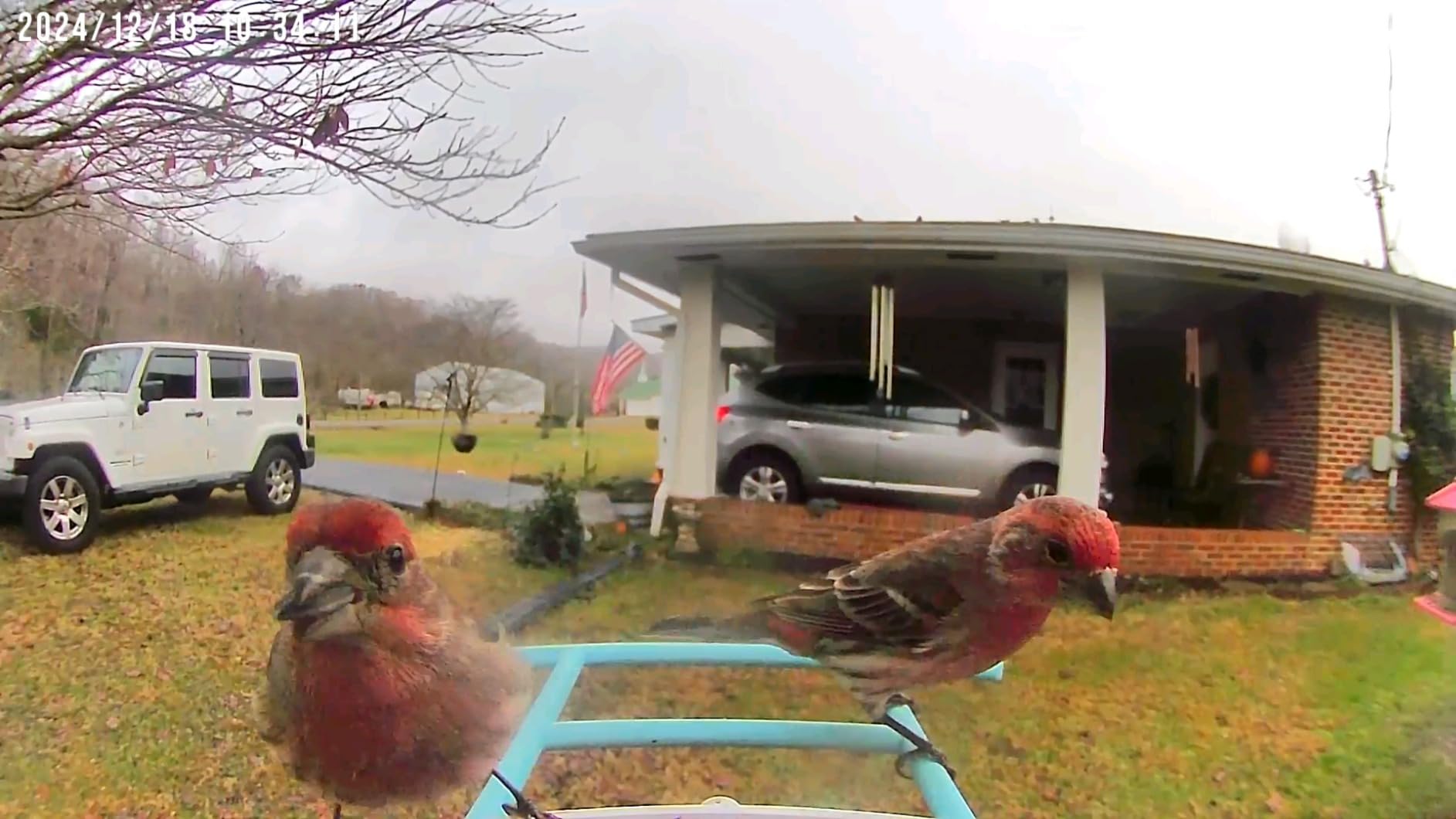 NETVUE by Birdfy Smart Bird Feeder with 2K AI Camera customer photo 2
