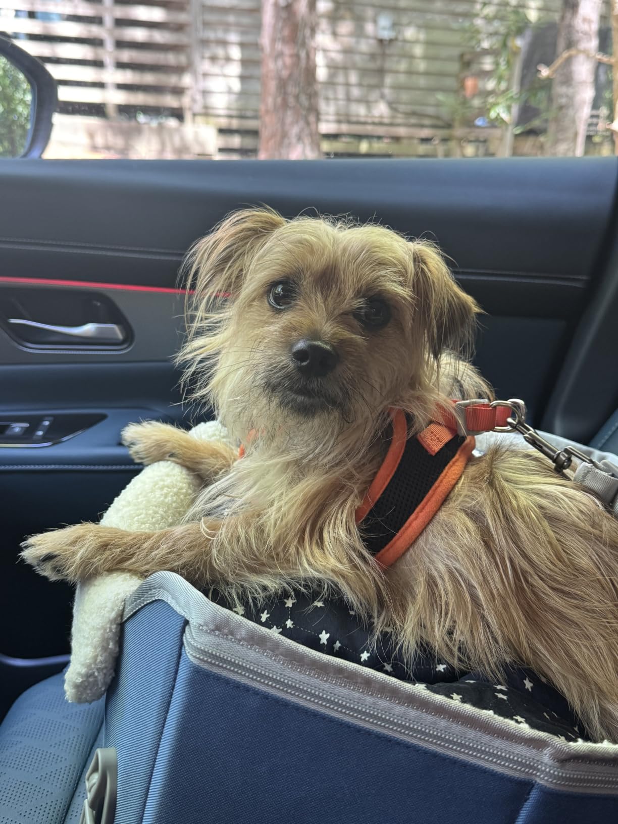 PETSFIT Dog Car Seats for Small Dogs – Patented Safety Buckles – Safety Tether – Foldable Travel Dog Booster Car Seat Reduces Anxiety & Road Trips – Stable Frame, Soft Cushion, Fits Front/Back Seat customer photo 1