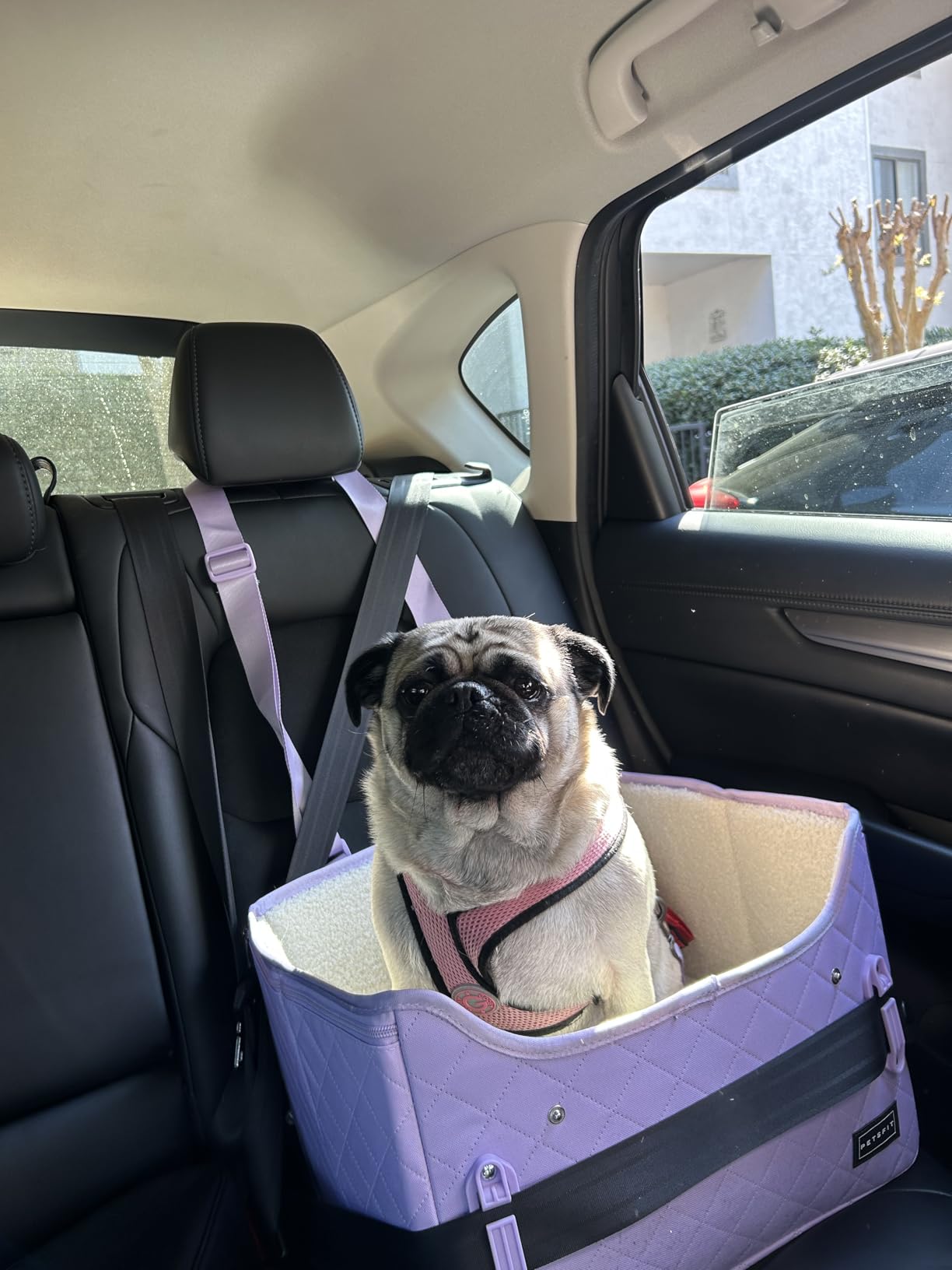 PETSFIT Dog Car Seats for Small Dogs – Patented Safety Buckles – Safety Tether – Foldable Travel Dog Booster Car Seat Reduces Anxiety & Road Trips – Stable Frame, Soft Cushion, Fits Front/Back Seat customer photo 2
