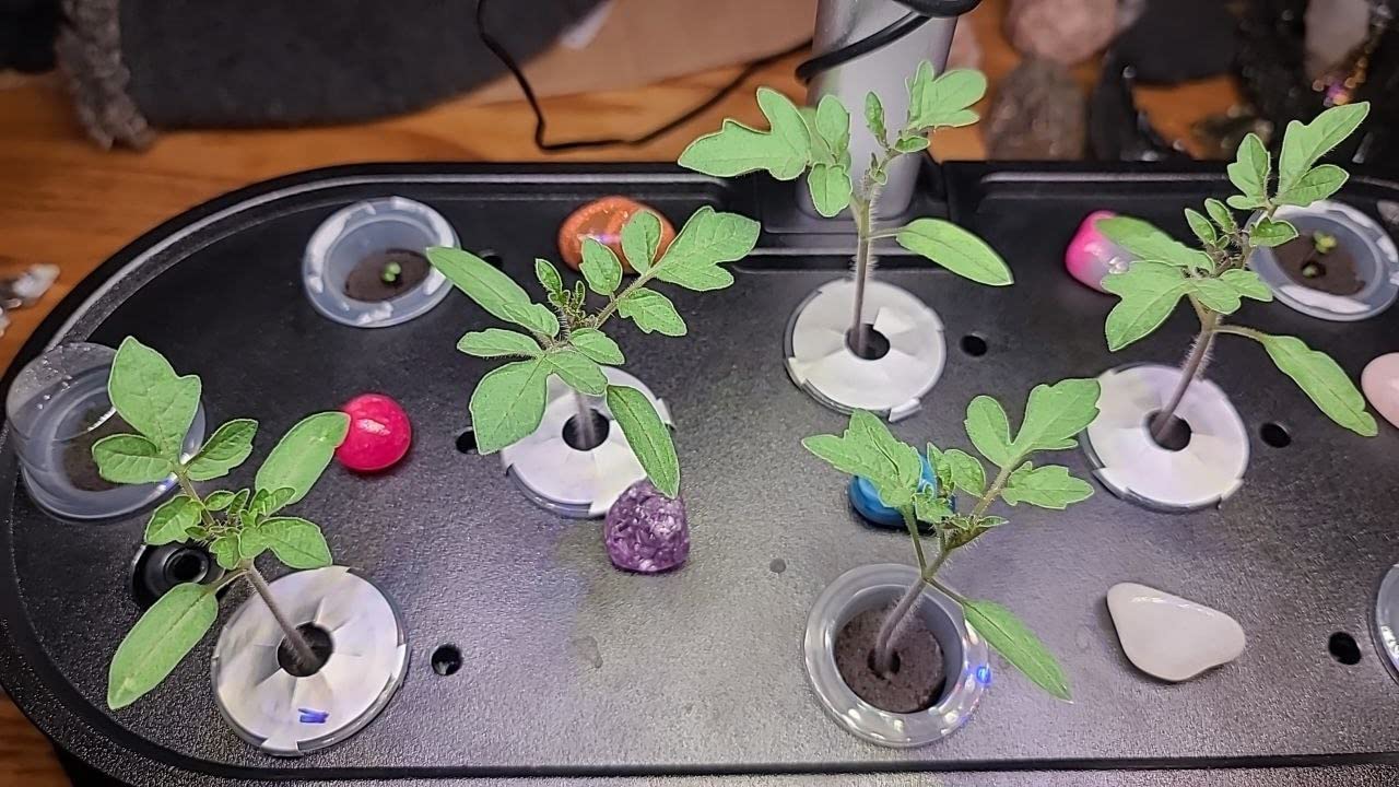 inbloom Hydroponics Growing System 12 Pods, Indoor Herb Garden with LEDs Full-Spectrum Plant Grow Light, Water Shortage Alarm, Automatic Timer, Height Adjustable,Gardening Gifts for Women, White customer photo 1