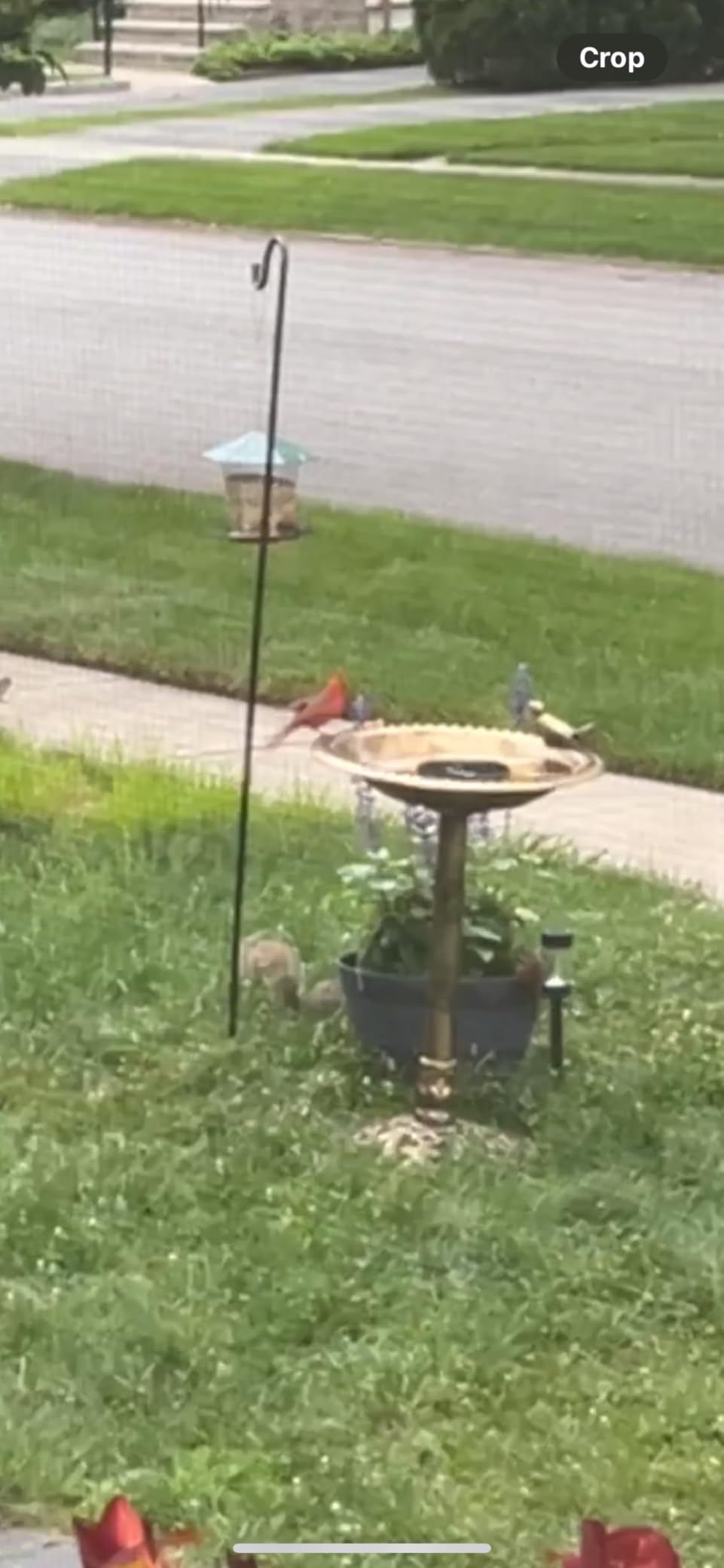 BACKYARD EXPRESSIONS PATIO · HOME · GARDEN 912449-WB Outdoor Garden Bird Bath- Bronze- Weather Resistant Polyresin-30 Inch-Backyard Expressions customer photo 1