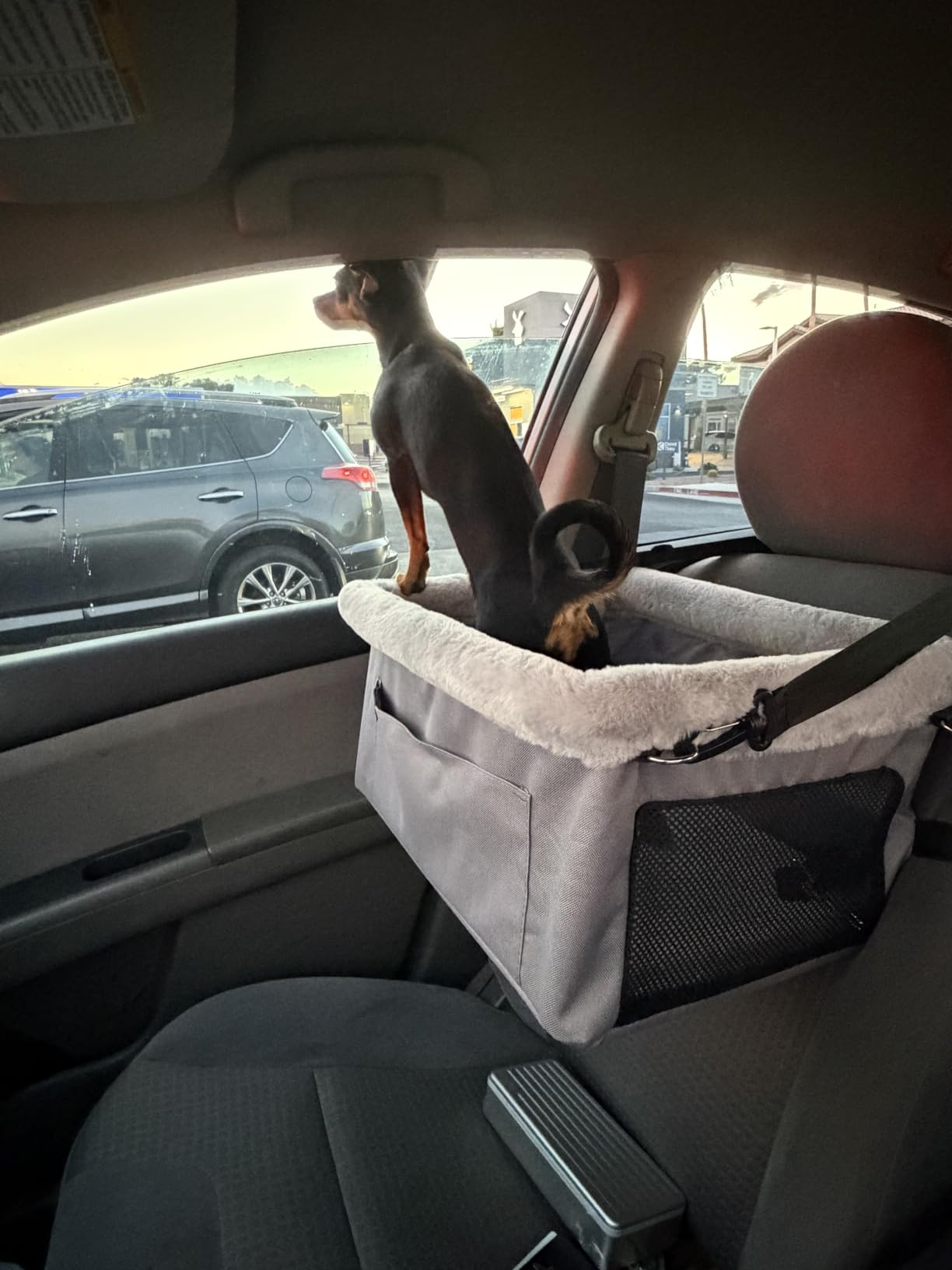 JOEJOY Deluxe Dog Booster Seat with Sturdy Metal Frame and Safety Leash for Small Pets up to 20 lbs - Portable Puppy Dog Car Seat with Thick Cushion and Storage Pockets for Small Dogs customer photo 2