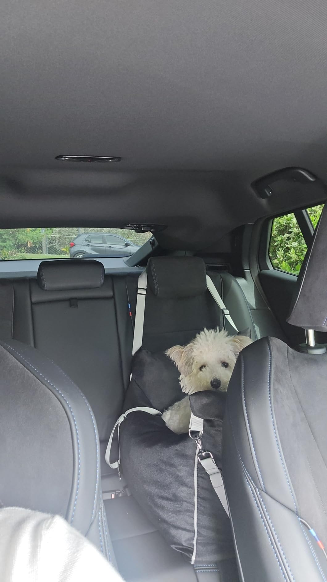 Lesure Dog Car Seat for Small Dogs,Booster Car Bed for Puppy Under 25lbs customer photo 1
