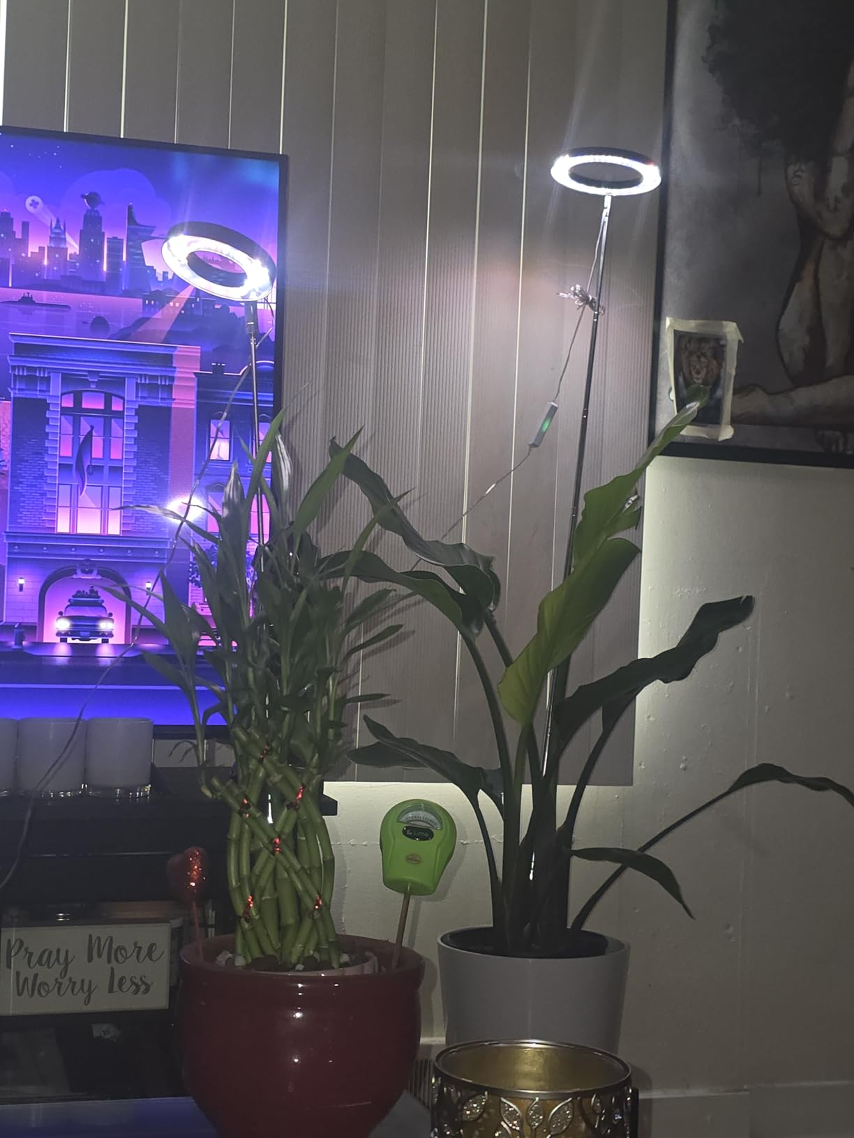 yadoker Plant Grow Light, LED Growing Light Full Spectrum for Indoor Plants,Height Adjustable, Automatic Timer, 5V Low Safe Voltage,Idea for Large Plant Light customer photo 2