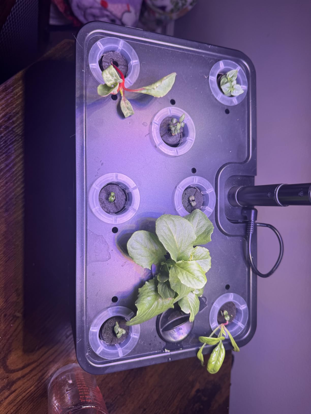 URUQ 8 Pods Hydroponics Growing System with LED Grow Light - White | Quiet Water Pump, Automatic Timer, Adjustable Height for Fresh Herbs, Vegetables, Indoor Gardening, Gifts for Plant Lovers customer photo 2