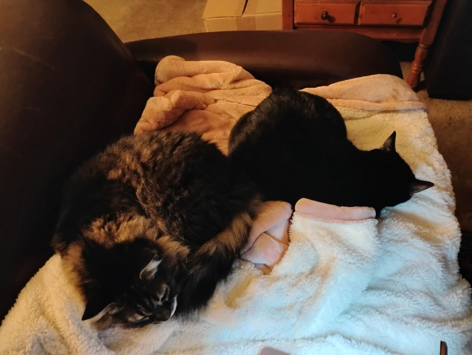 Templewet Heated Blanket Throw 50
