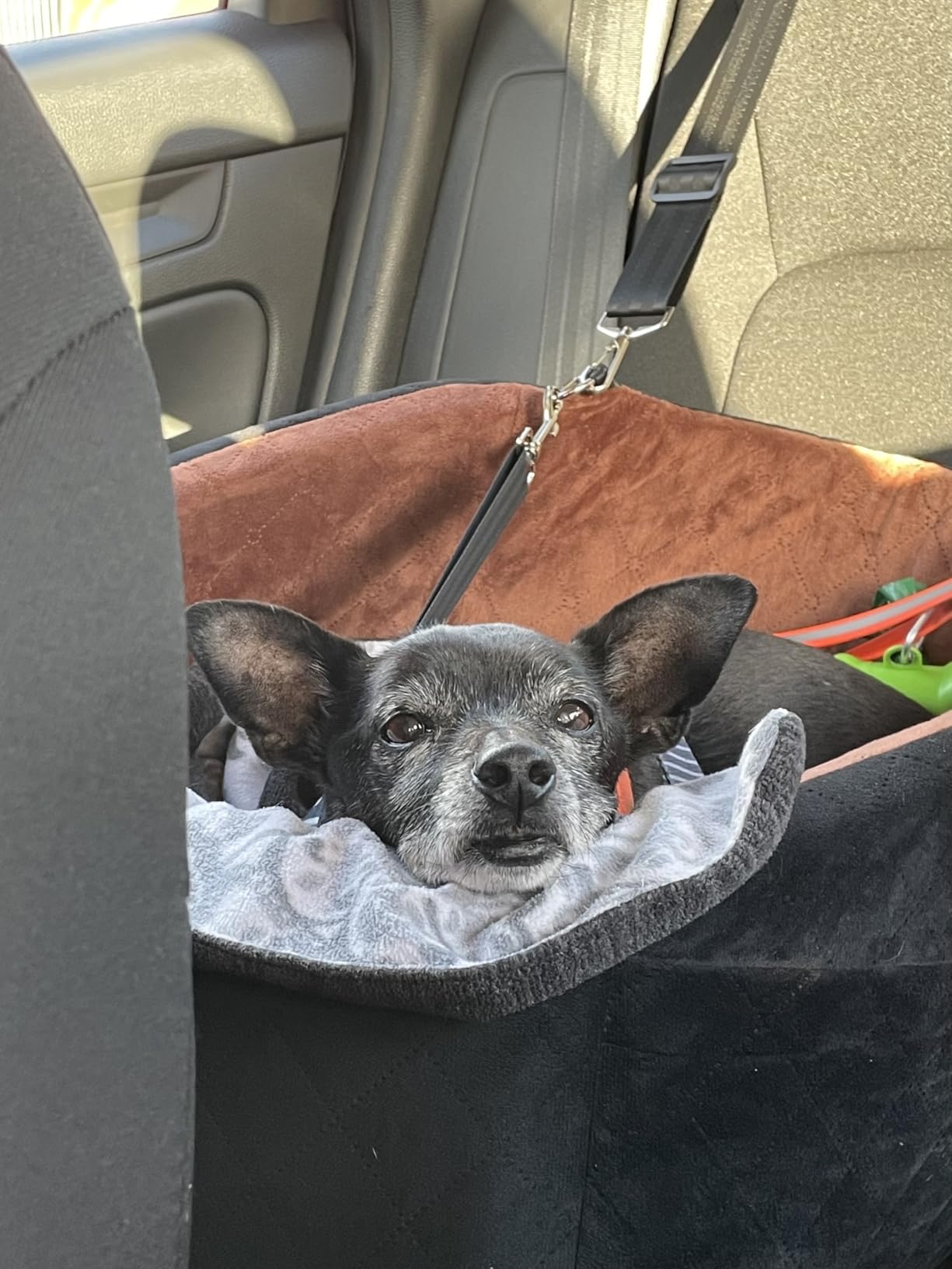 NEEZUKAR Dog Car Seat for Small Dogs,Detachable Washable Dog Booster Seat Under 30lbs, Pet Car Seat Travel Bed with Storage Pockets and Dog Safety Belt (Black/Grey) customer photo 1