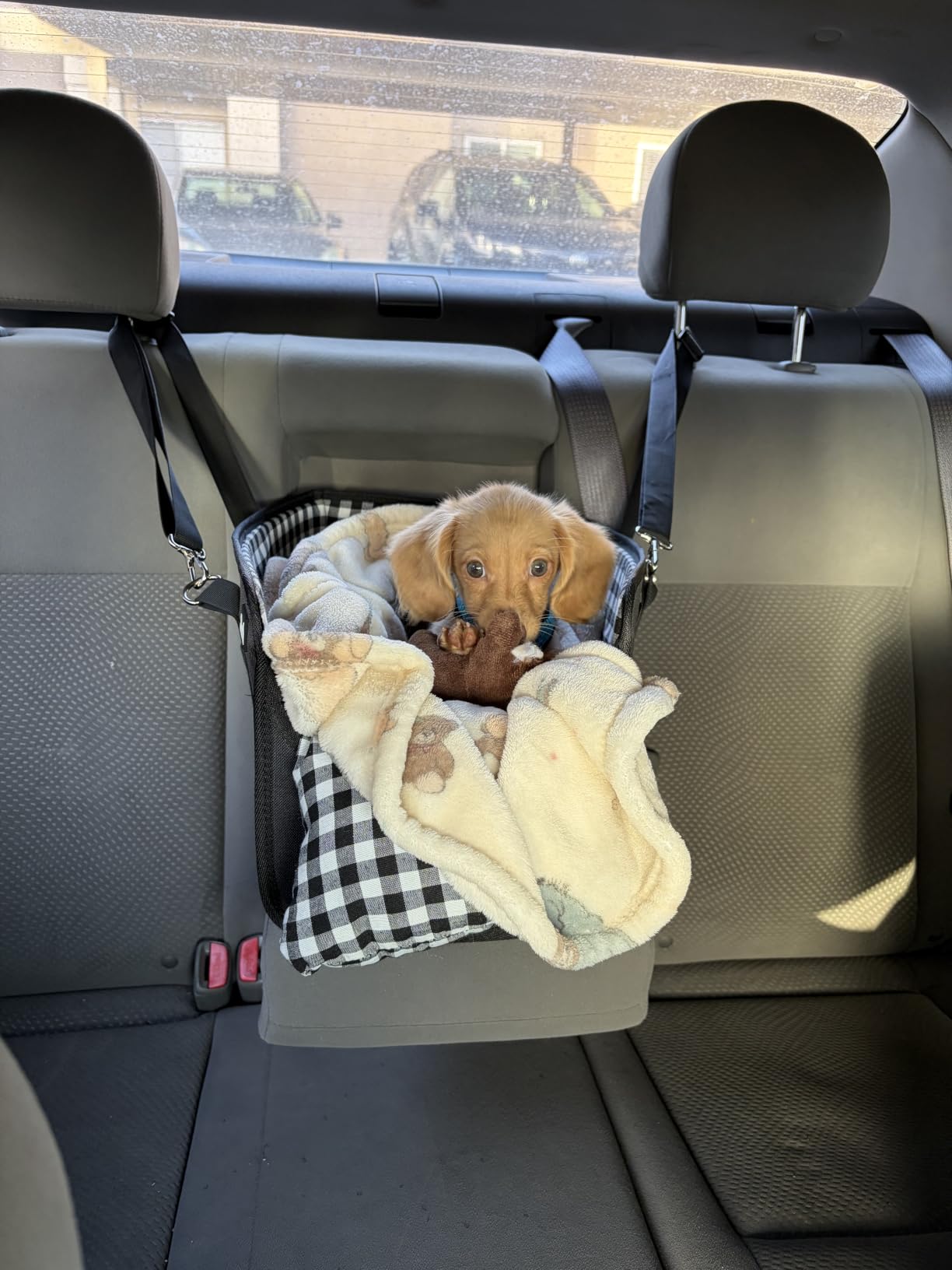 SlowTon Console Dog Car Seat, Dog Booster Seat for Small Dogs Under 11lbs customer photo 1