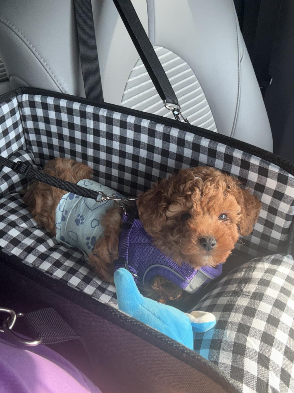 SlowTon Console Dog Car Seat, Dog Booster Seat for Small Dogs Under 11lbs customer photo 2
