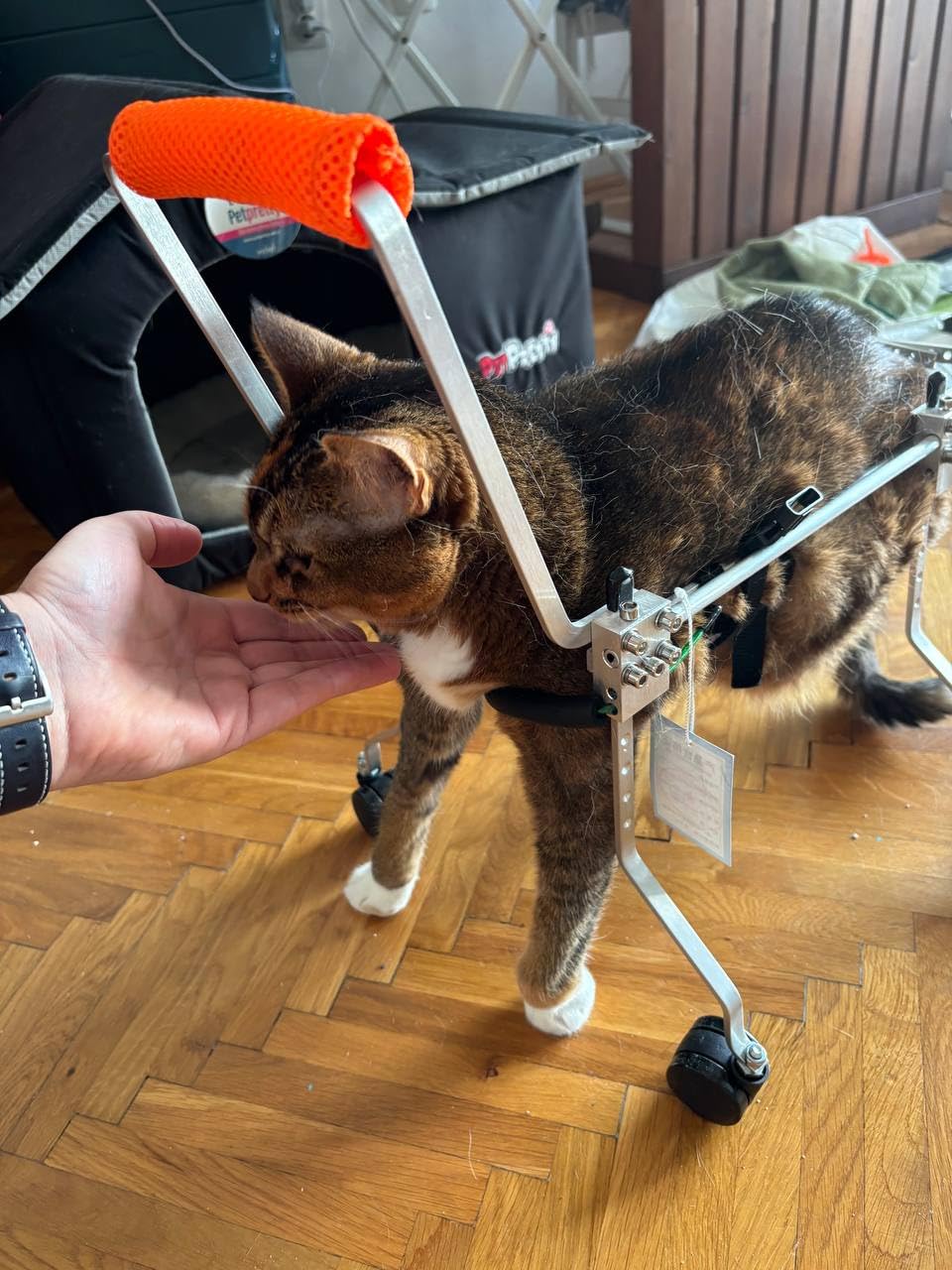 Dog Wheel Chair, Adjustable 4 Wheel Pet Wheelchair with Handle for Small and Medium Sized Cats/Dogs, Dog Wheelchair Cart for Front Leg Arthritis, Weak Limbs (XXXS) customer photo 1