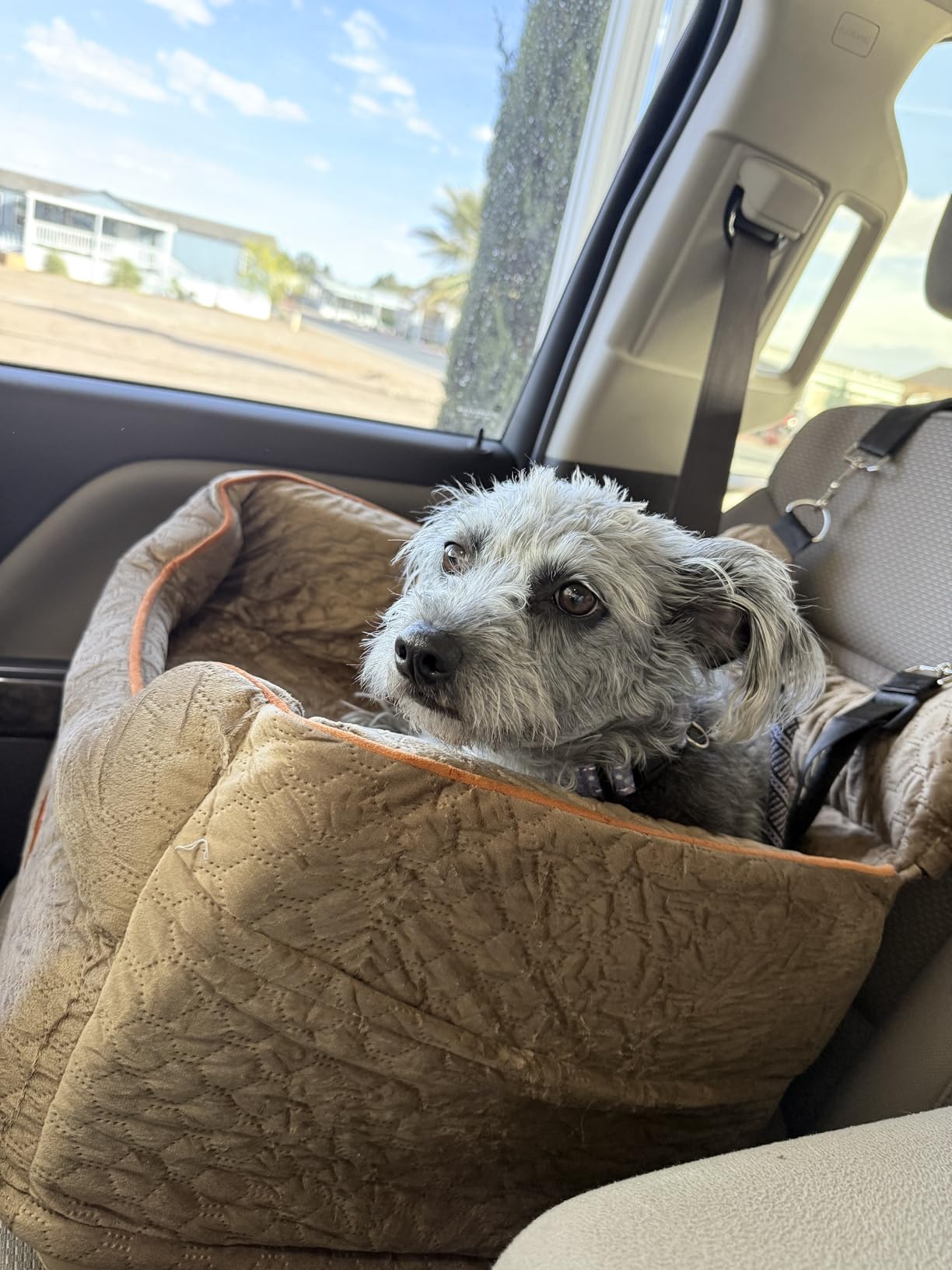 Dog Car Seat for Small Dogs Up to 25 lbs with 6-Inch Memory Foam Cushion customer photo 2