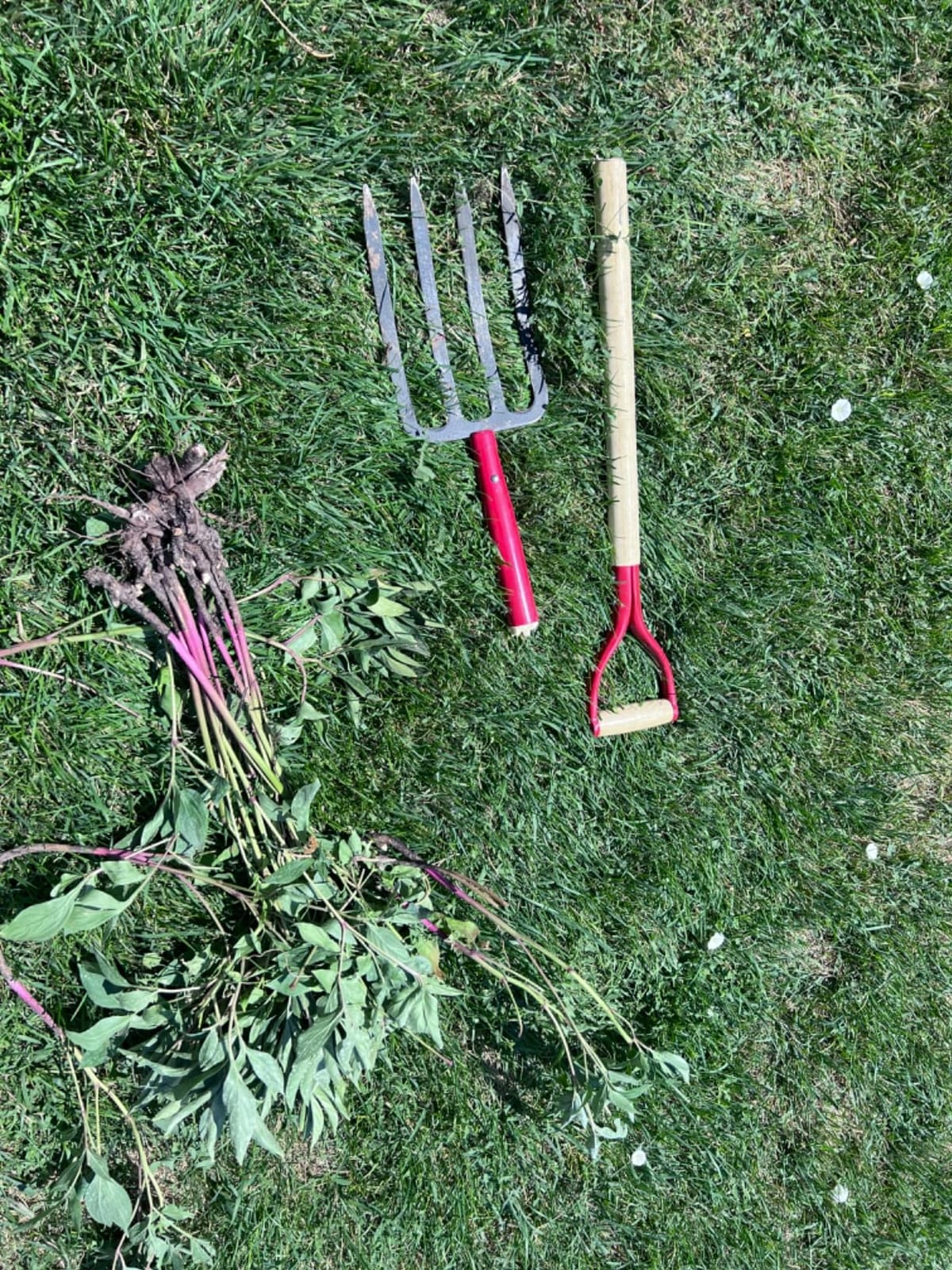 Heavy Duty Garden Fork for Digging, 4 Tines Pitch Fork for Gardening Compost, Garden Pitch Fork with Wooden Handle, 45 Inches customer photo 2