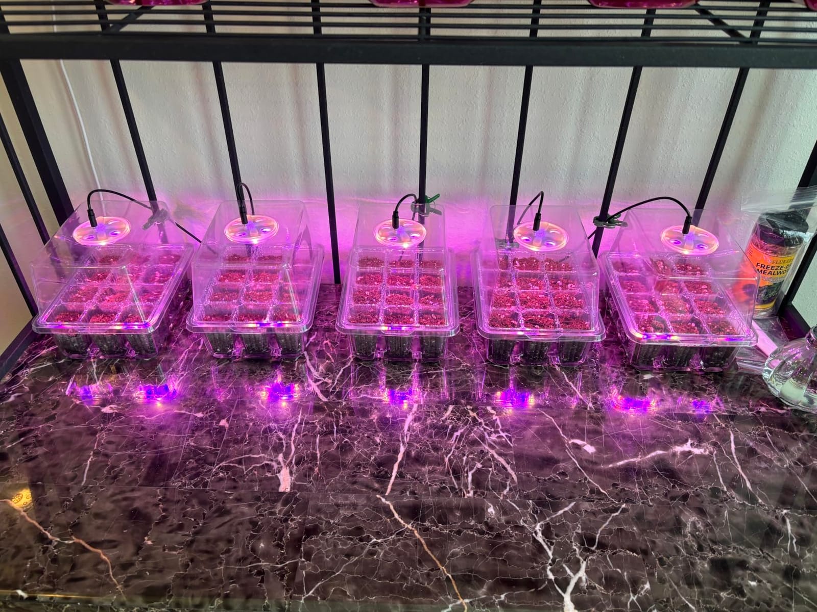Bonviee Seed Starter Trays with 12-LED Grow Lights, Clear, 5 Pack customer photo 1
