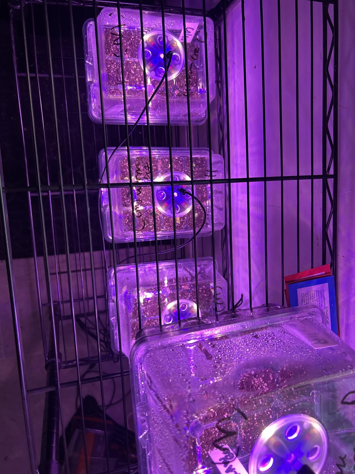 Bonviee Seed Starter Trays with 12-LED Grow Lights, Clear, 5 Pack customer photo 2