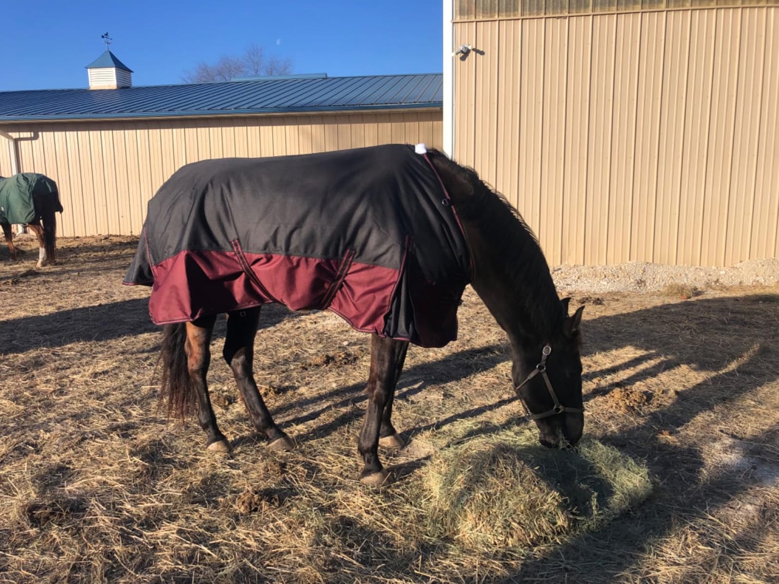 LEAFOREST 1200D Horse Blanket Waterproof Breathable Turnout (no Filling) Standard Neck Horse Sheet Blue Black 78IN customer photo 1