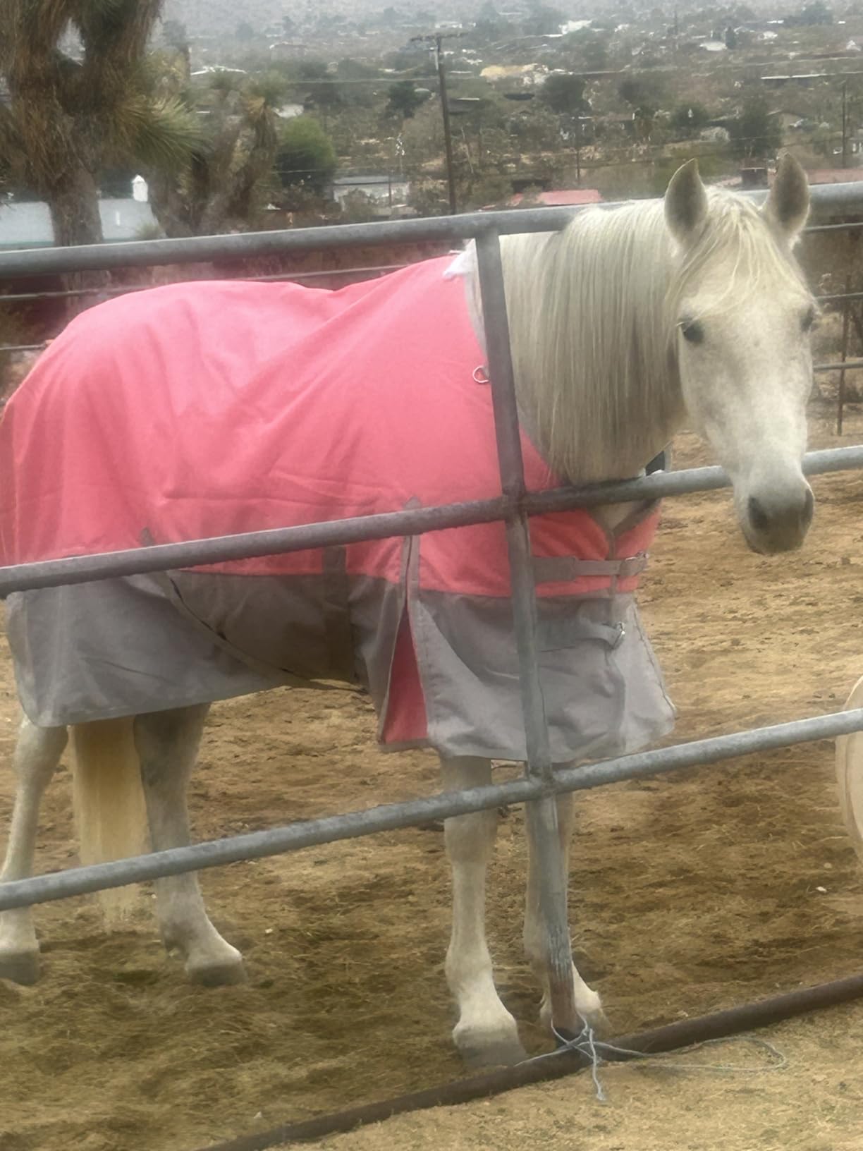 LEAFOREST 1200D Horse Blanket Waterproof Breathable Turnout (no Filling) Standard Neck Horse Sheet Blue Black 78IN customer photo 2