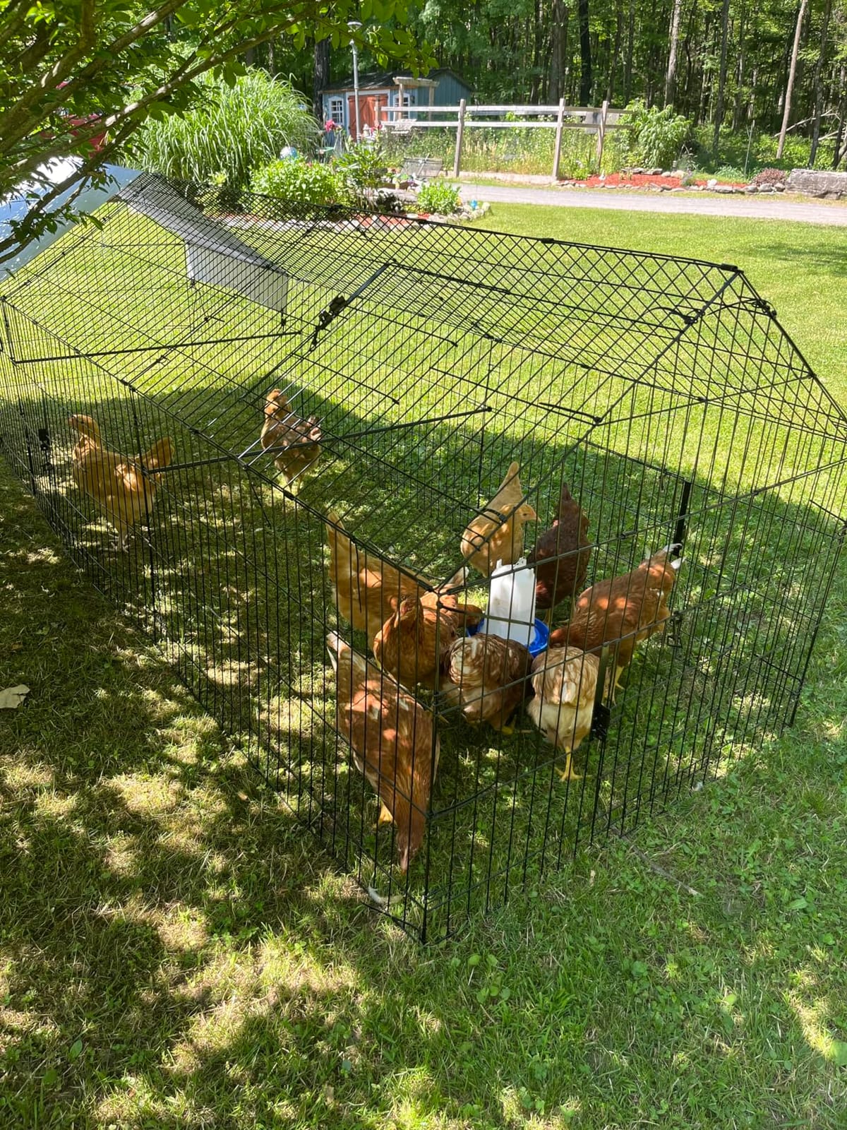 NUGRIART Metal Chicken Coop 83