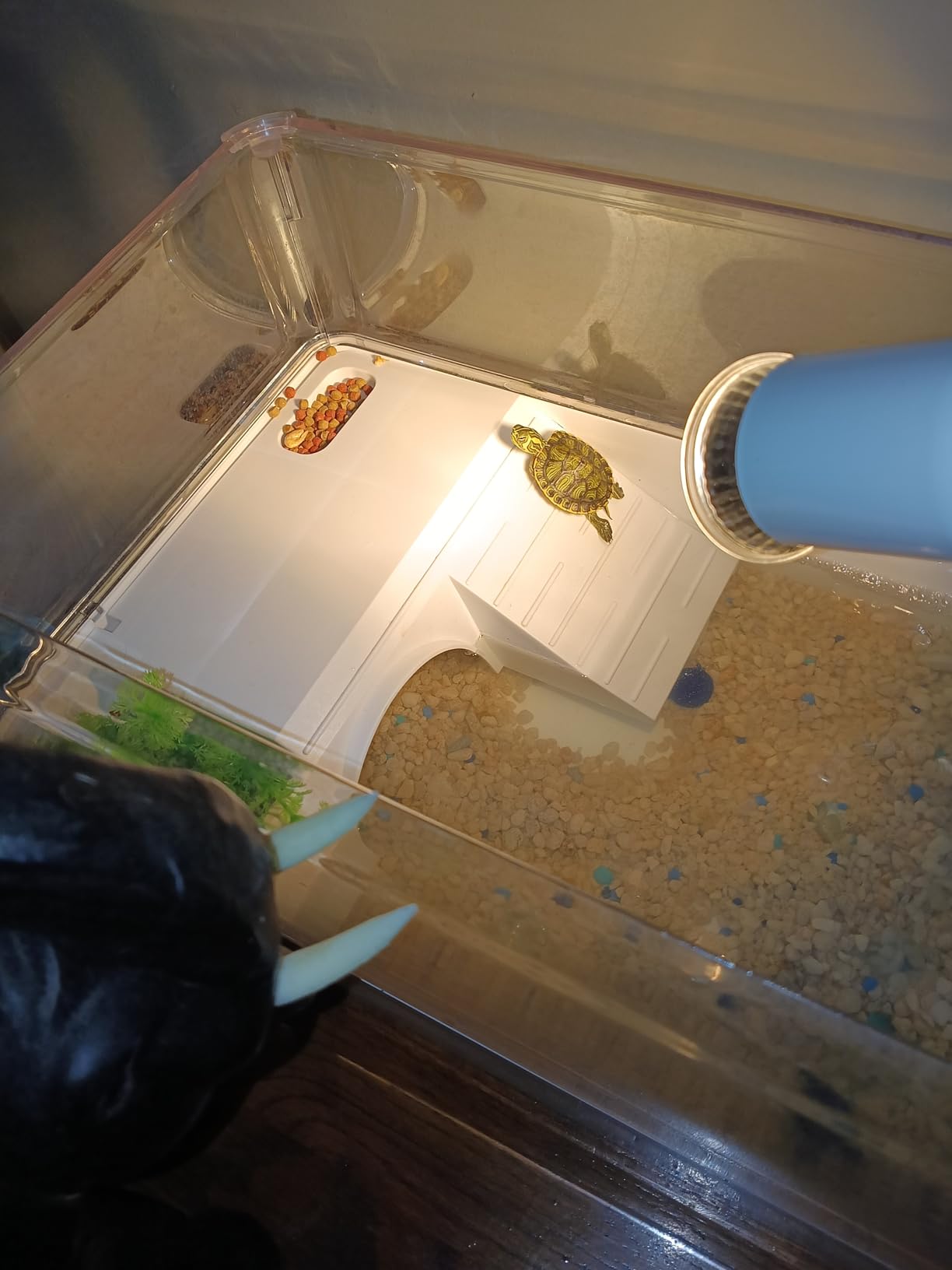 Turtle Tank Starter Kit for Baby Turtles,6.57 Gallon Small Green customer photo 2