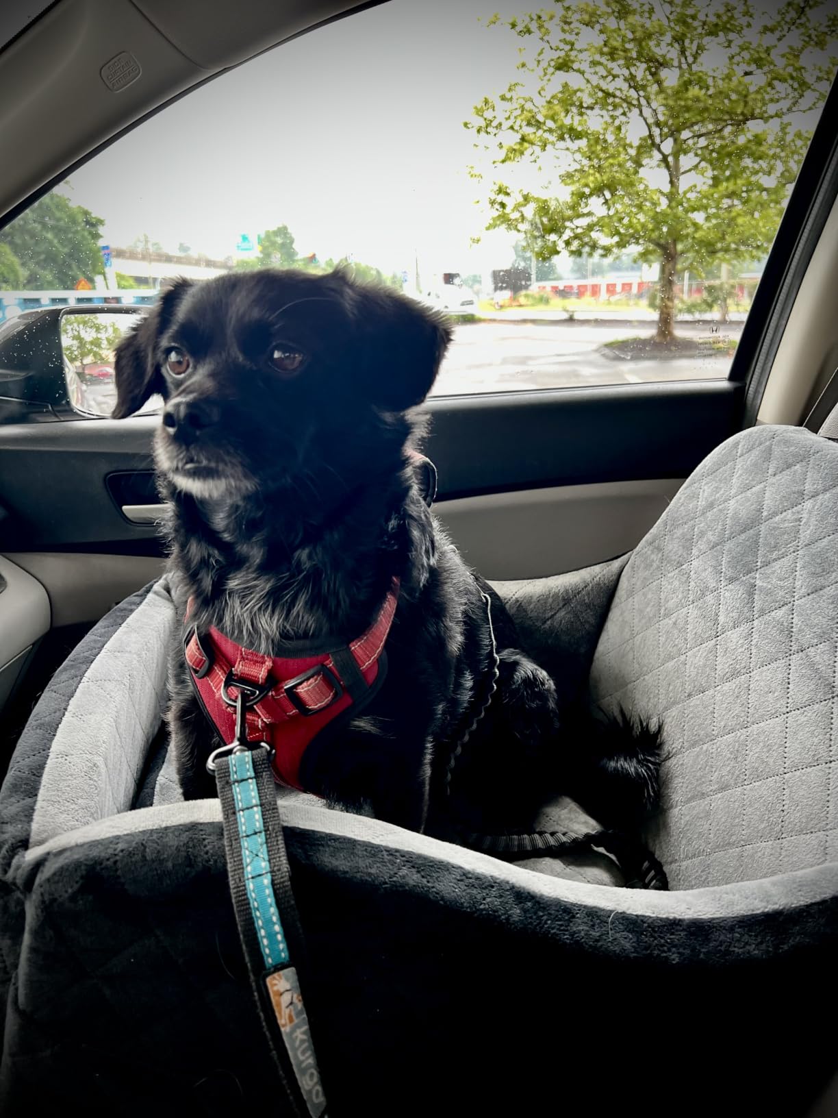 Lealchum Dog Booster Car Seat for Small/Medium Dogs Up to 35lbs,Elevated Cushion Fits in Front/Back Seat,Fully Detachable and Washable,2 Storage Pockets & Dog Leashes,Easy to Install(Black,Medium) customer photo 1