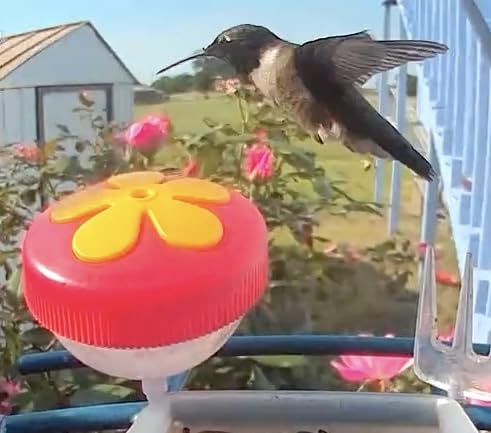 Smart Bird Feeder with Camera Solar Powered, 2K Live Stream for Backyard customer photo 2