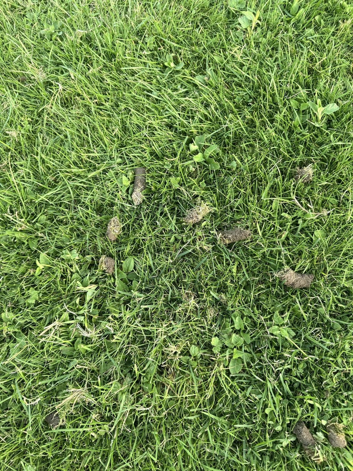 Patented Rolling Lawn Aerator Manual Coring Tool Compacted Soil Loosening customer photo 1