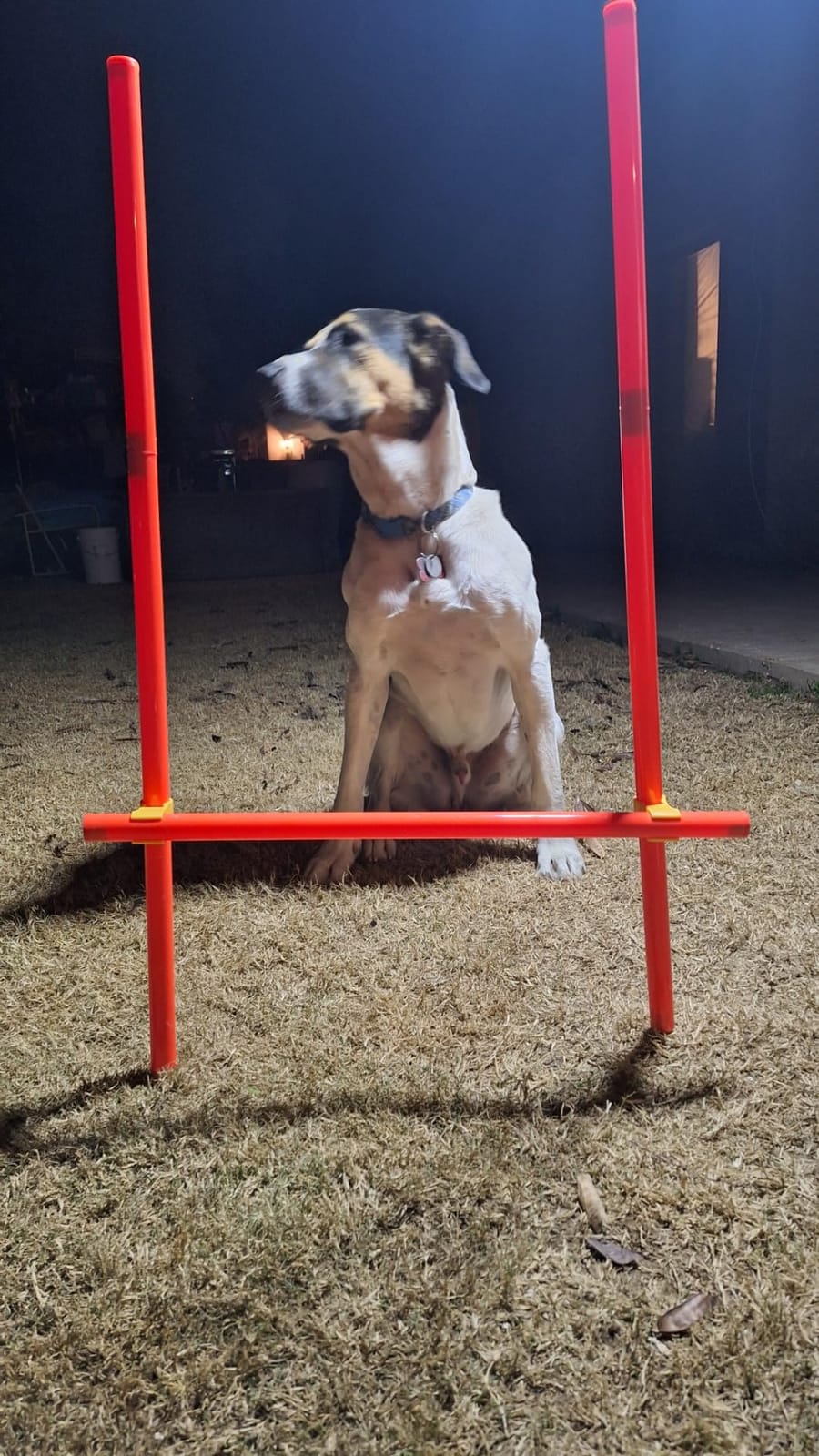 XiaZ Dog Agility Course Backyard Set, Dog Obstacle Course Training Starter Kit Pet Outdoor Game with Tunnel, Agility Hurdle, Weave Poles, Jump Ring, Pause Box, Collapsible Dog Bowls and Storage Bag customer photo 1